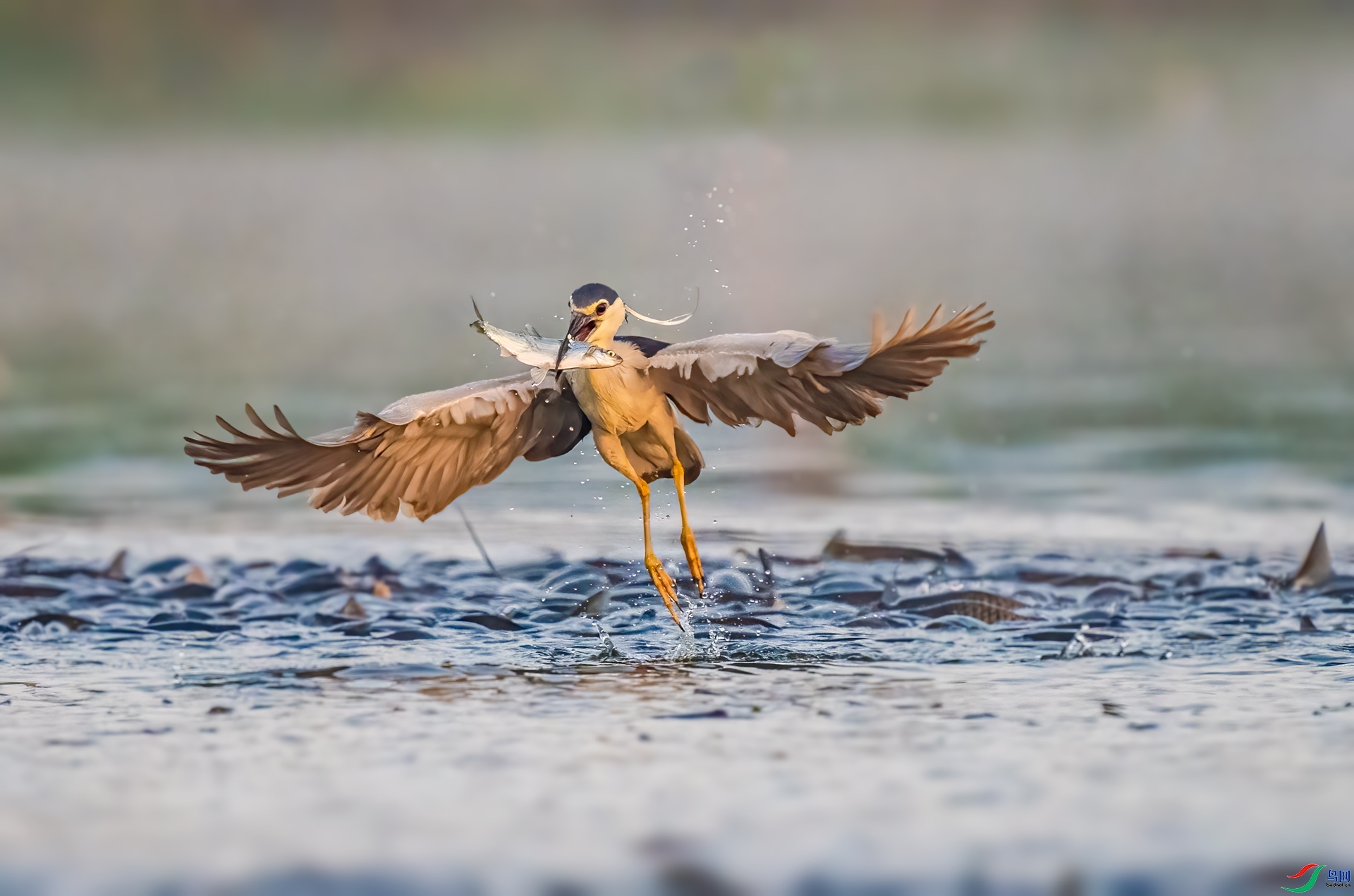 ��ζ��� ���� ������ ��һ.jpg