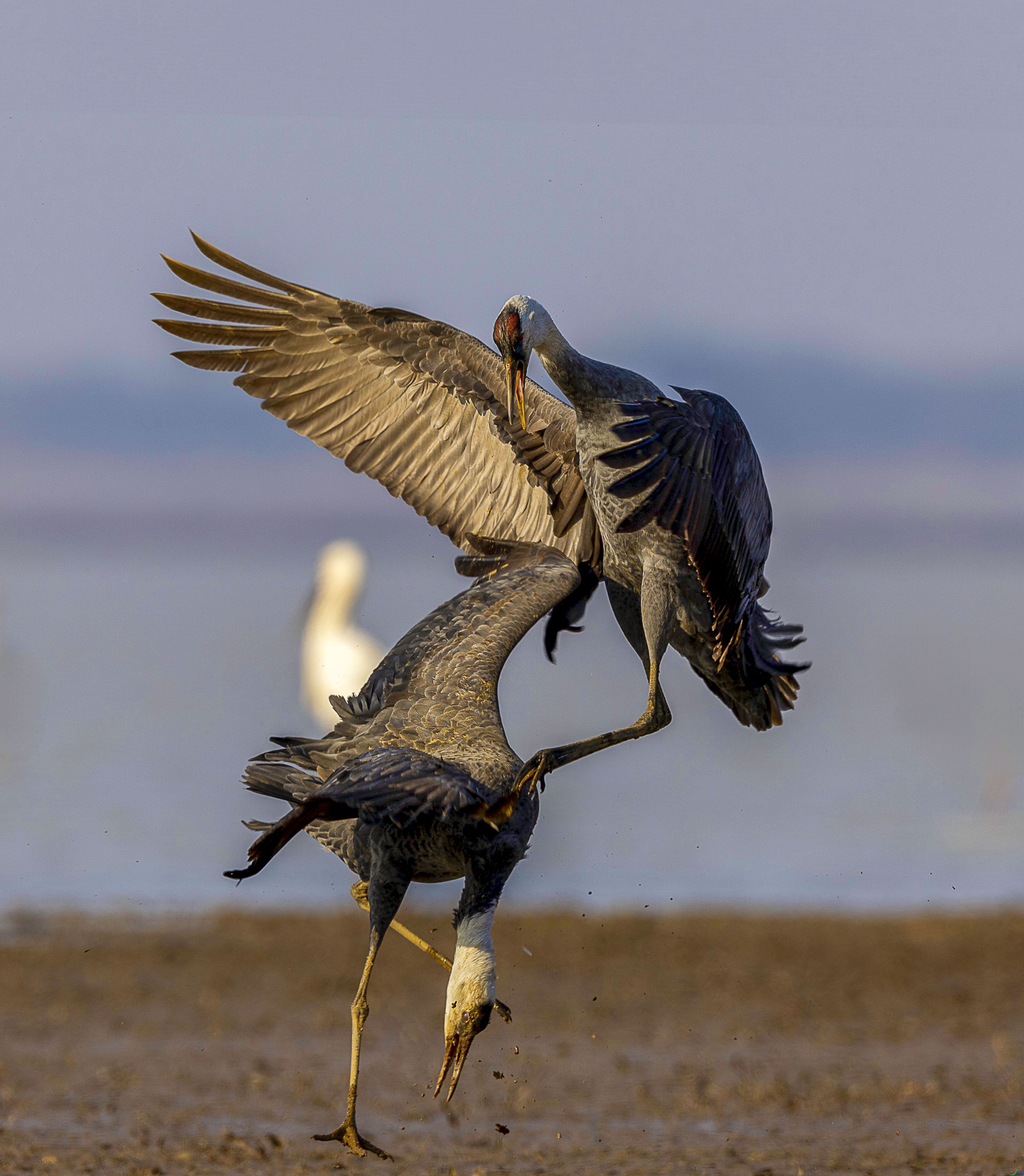 ��ͷ�� ���� ������ �ܶ�.jpg