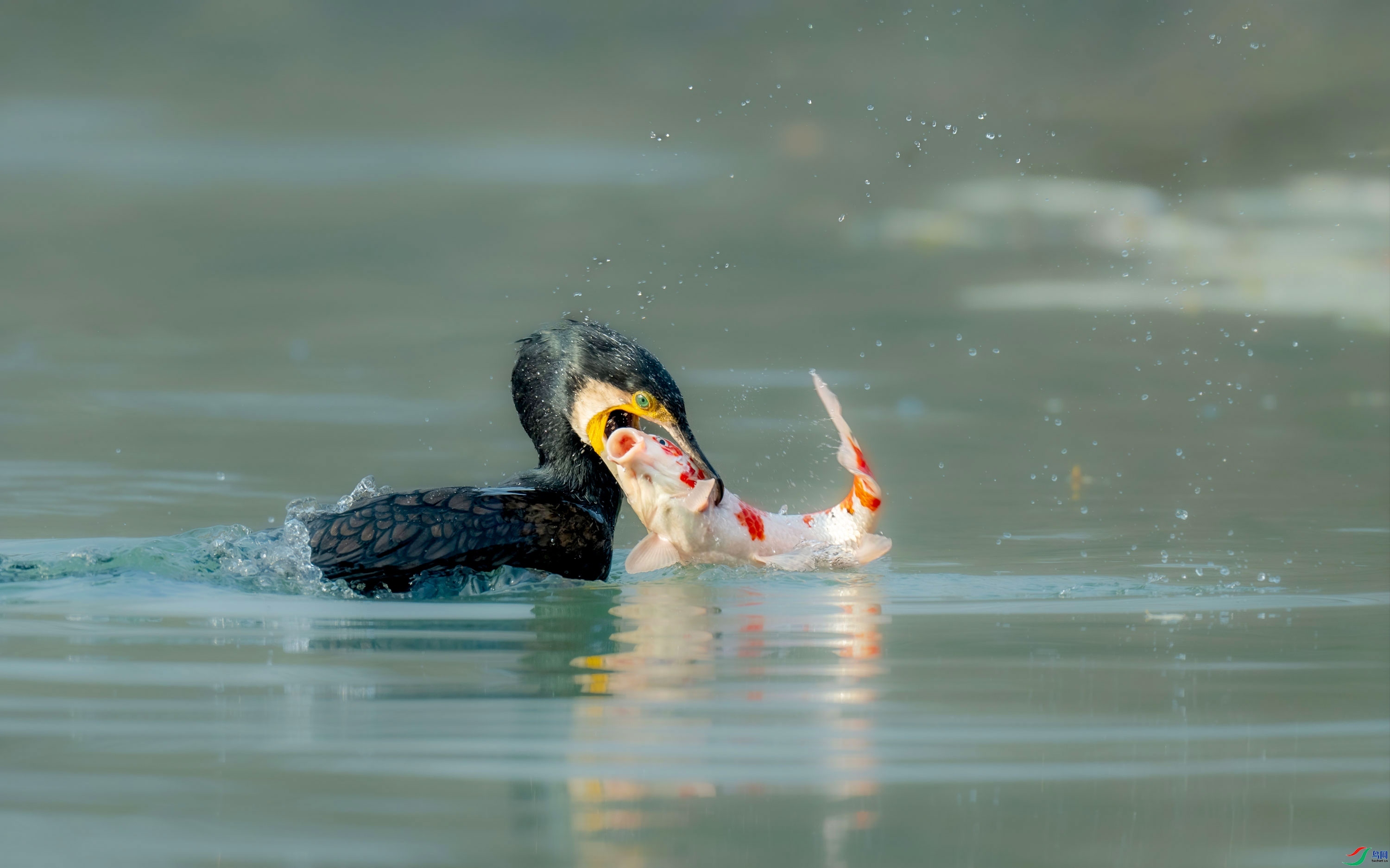 ����� ���� ���� �ܶ�.jpg