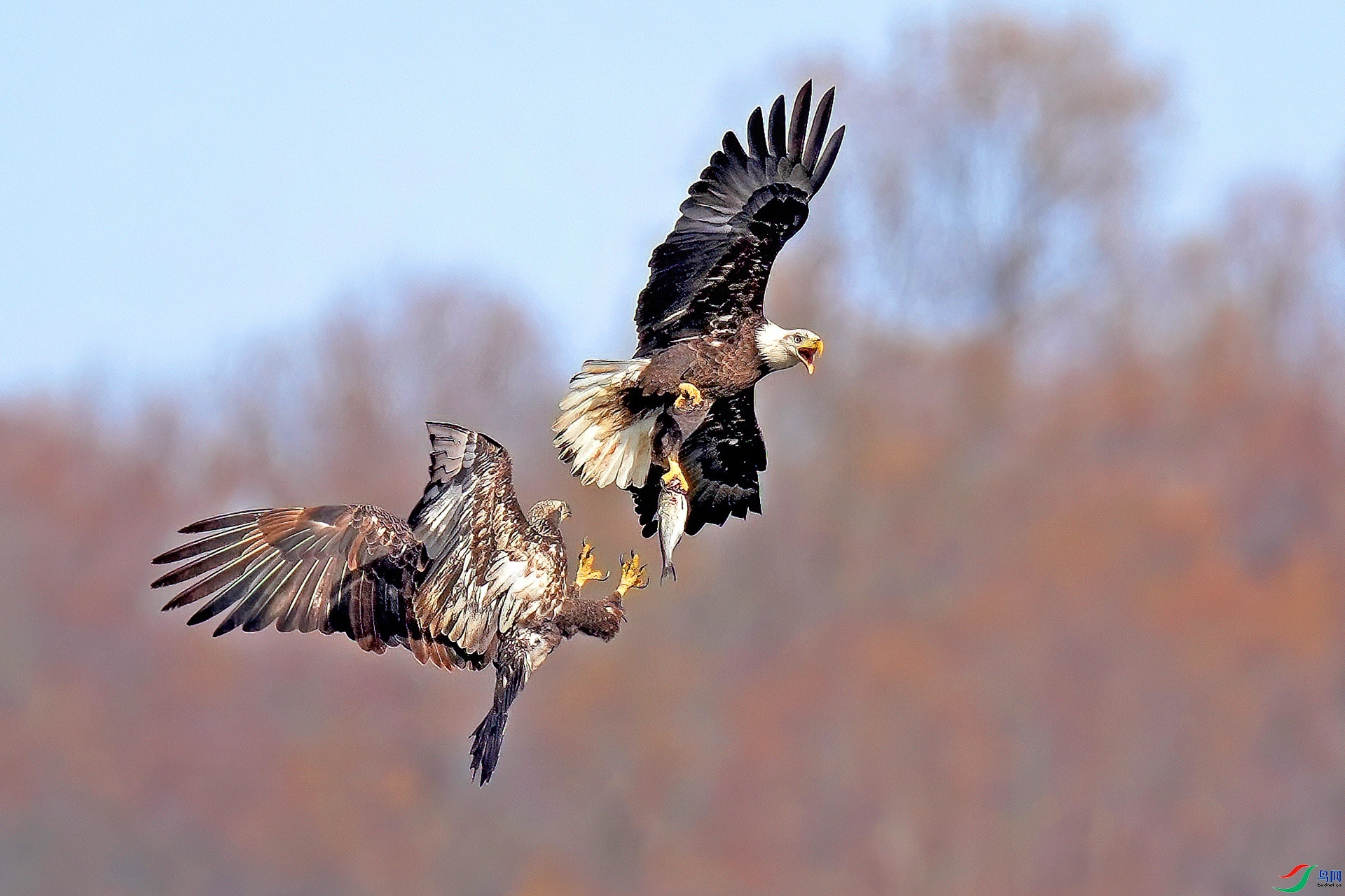 ����ʧɫ ���� ����.jpg