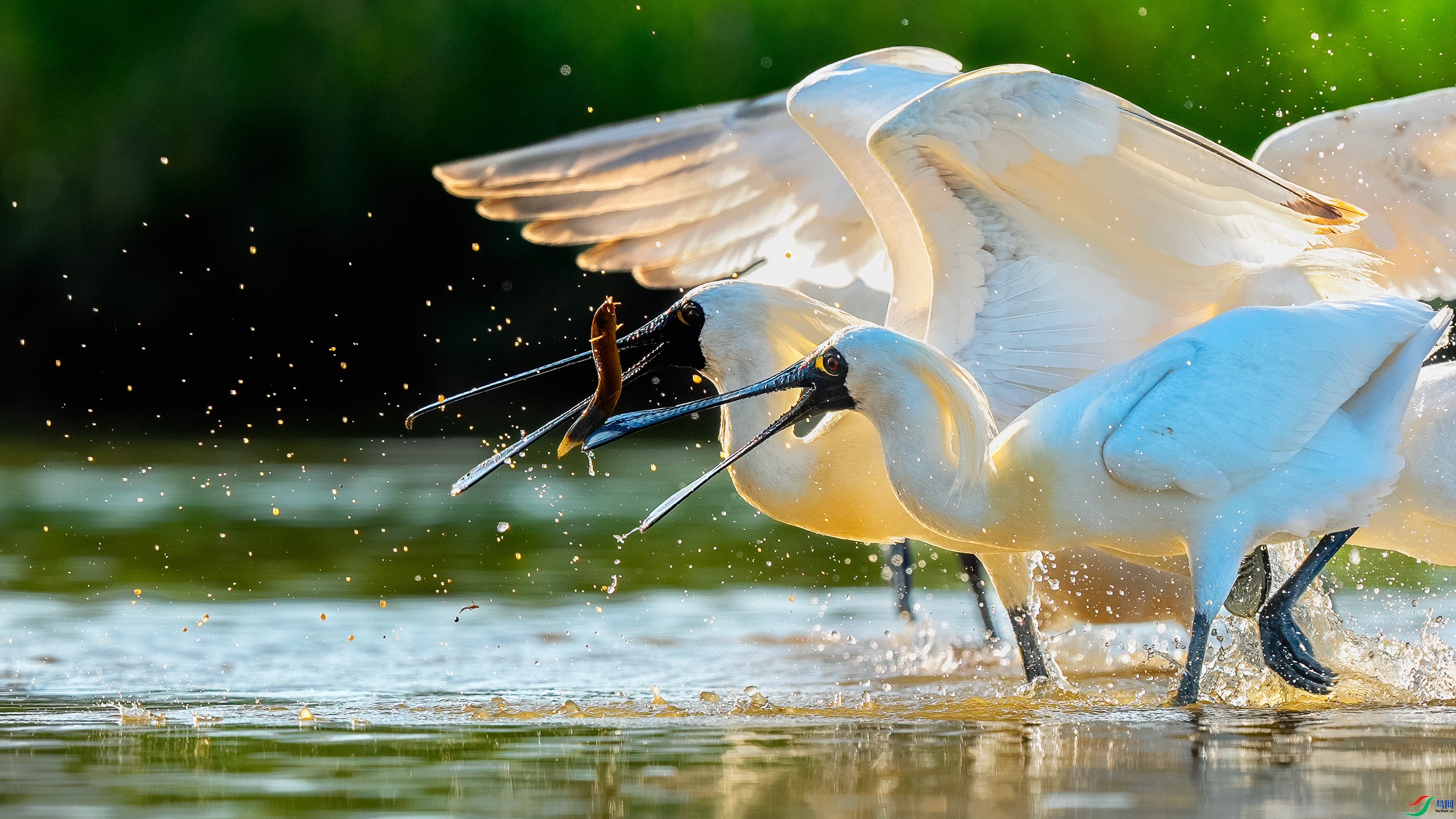 ����˭��  ���� ��־���� ����.jpg