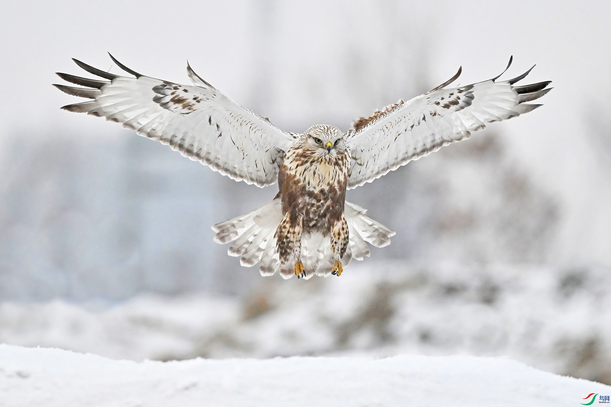DSC_4867-V.jpg