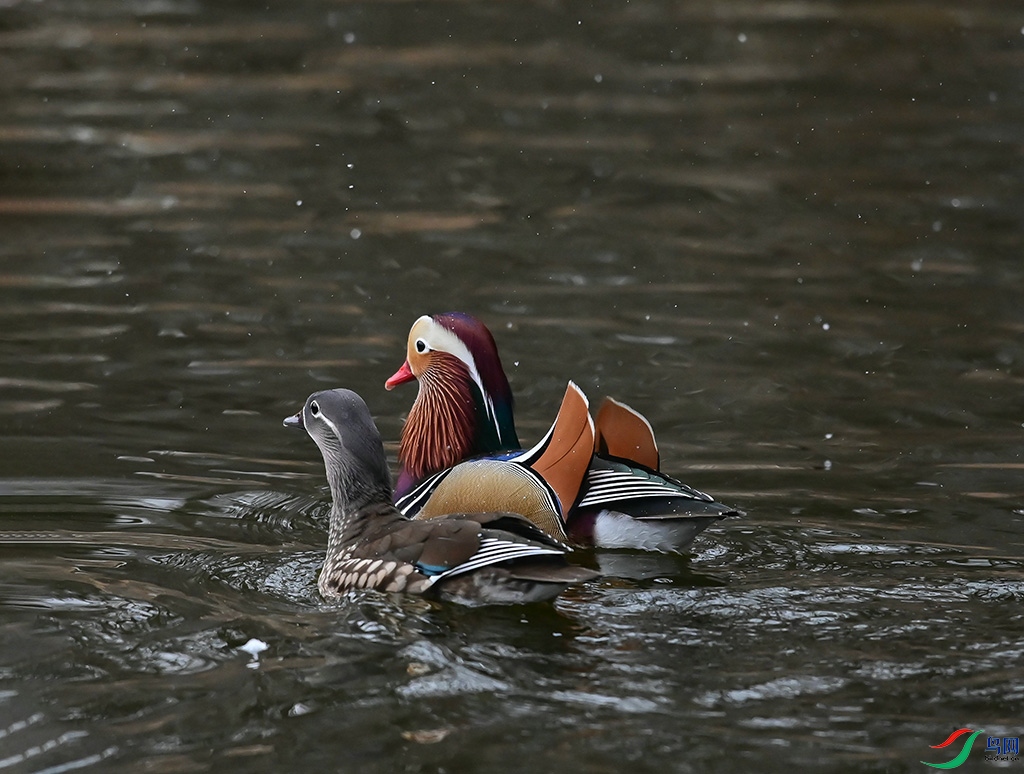 DSC_3--20-1.jpg