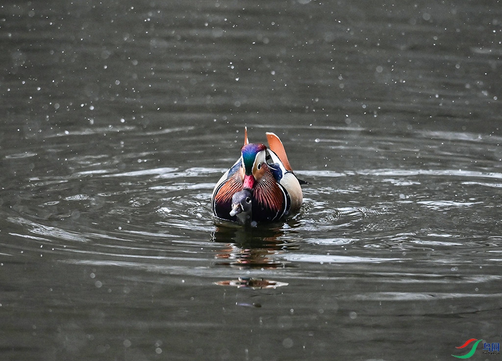 DSC_3274 ����.jpg