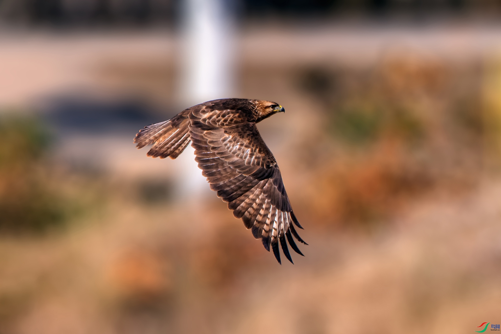 ��_AUU3035��ϲɽ