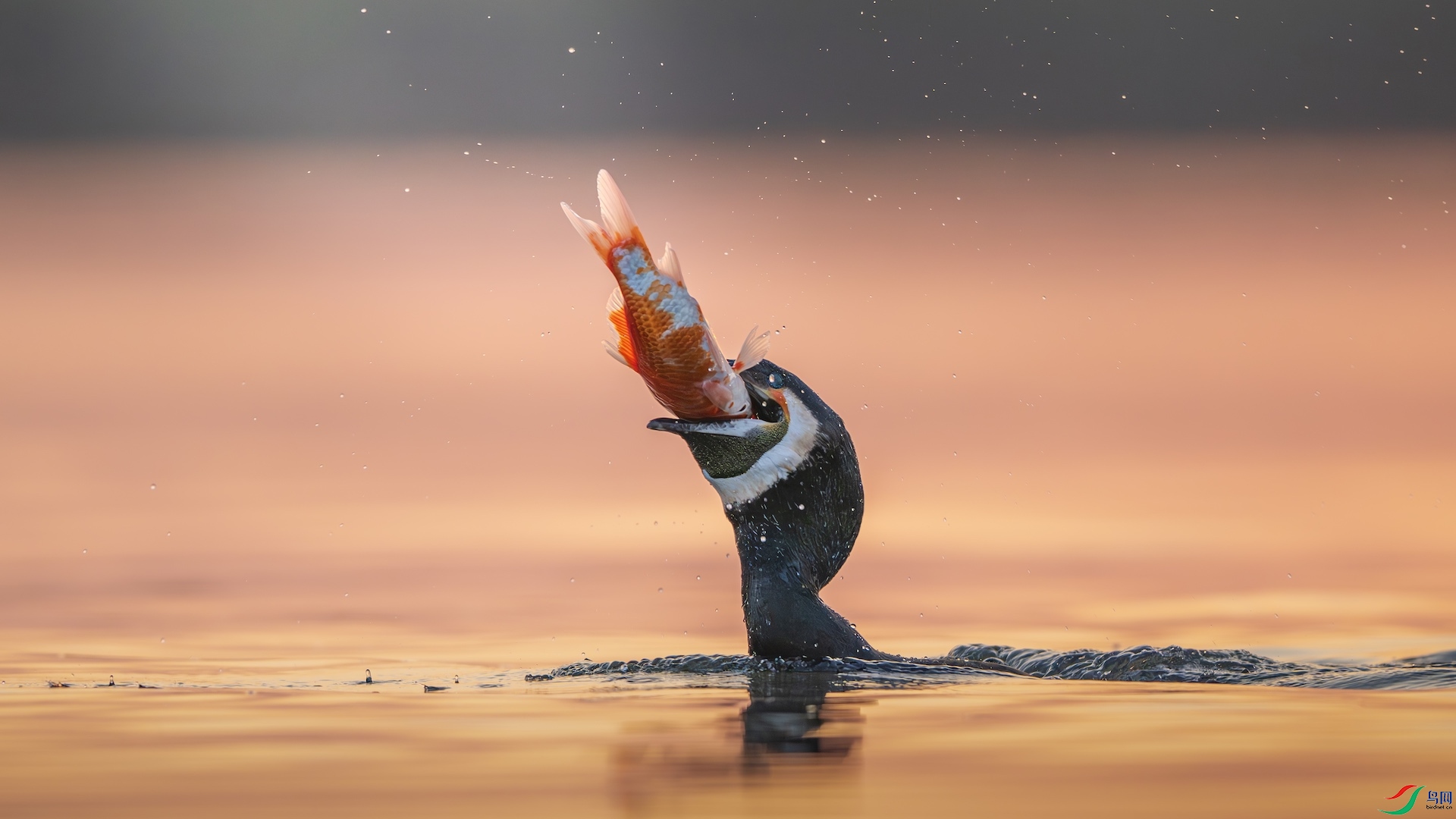 1_XXL2347-����ǿ-NR ����.jpeg