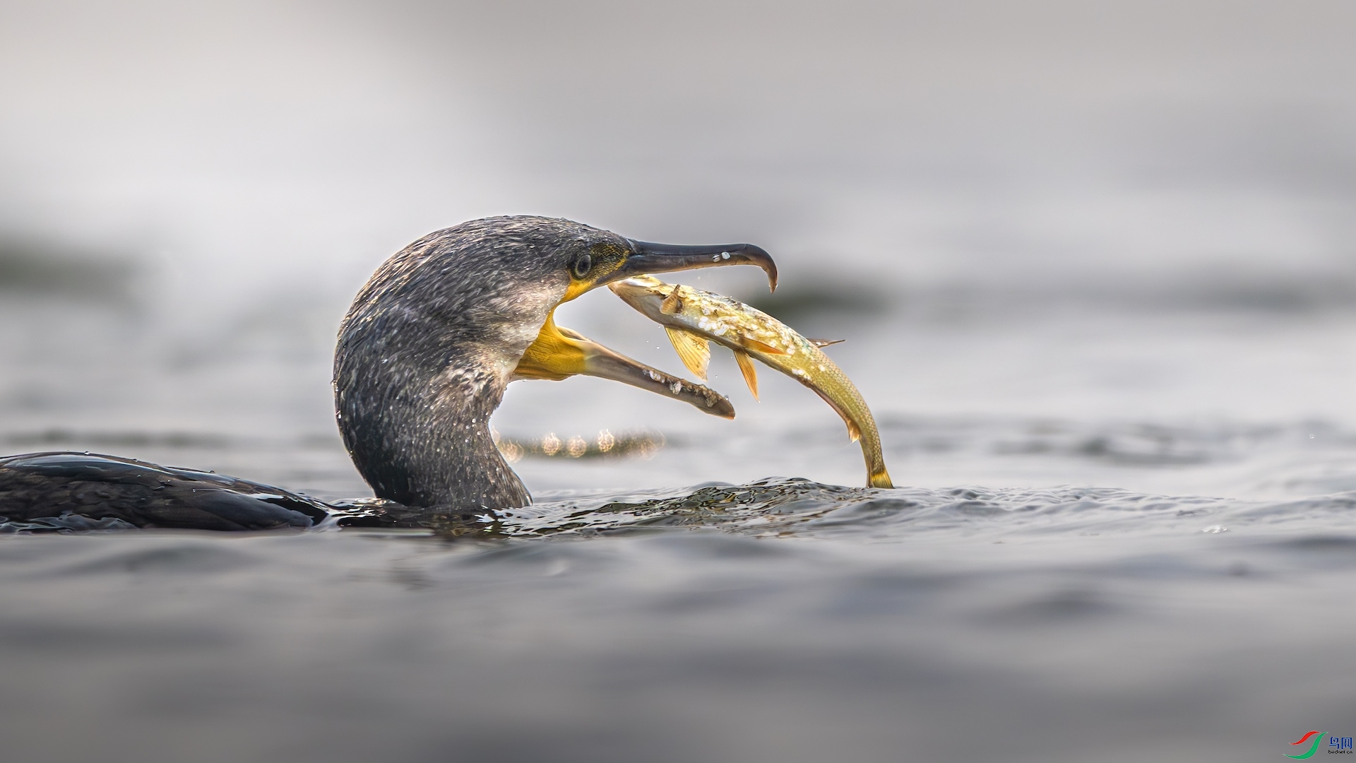 1_XXL3553-����ǿ-NR ����.jpeg