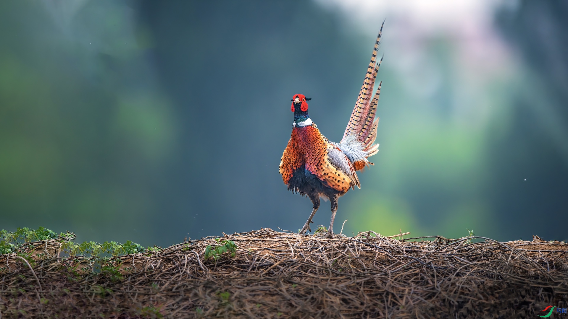 1XXI_1956-����ǿ-NR ����.jpeg