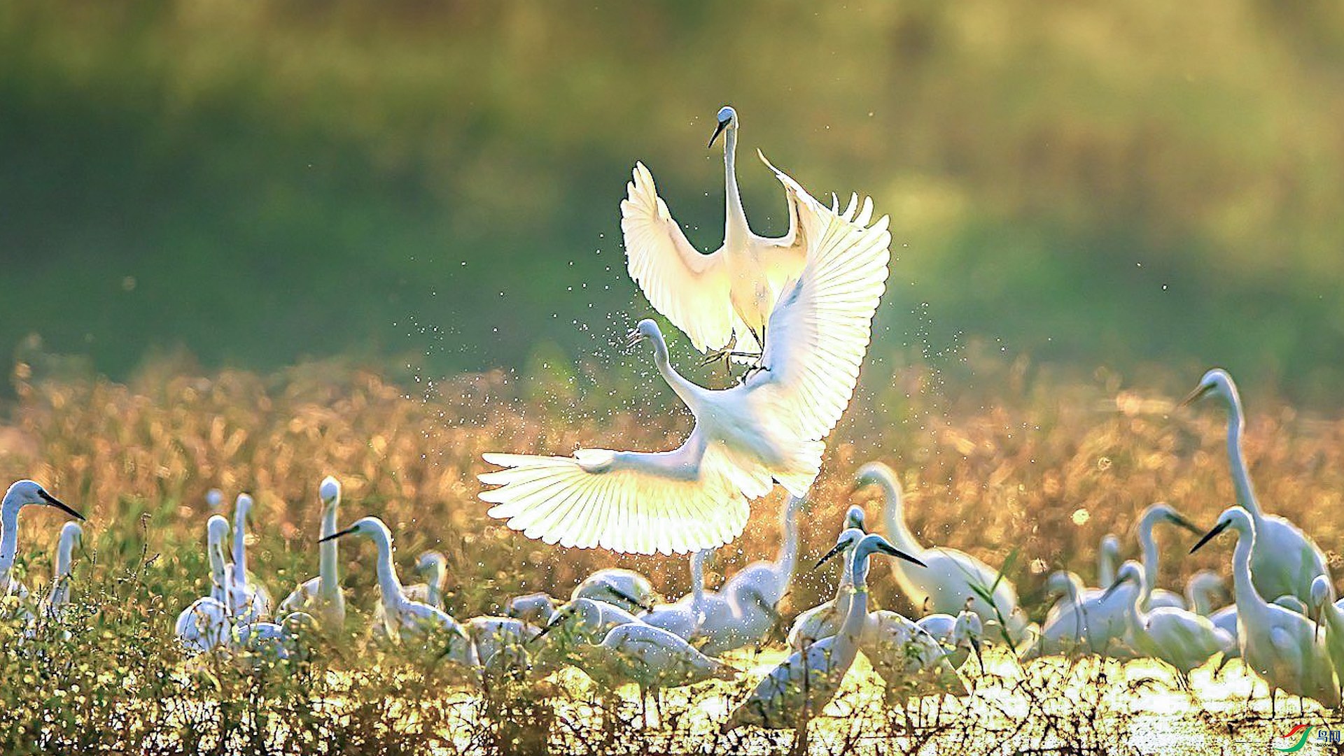 1XXL_1772-1 ���� 2.jpeg