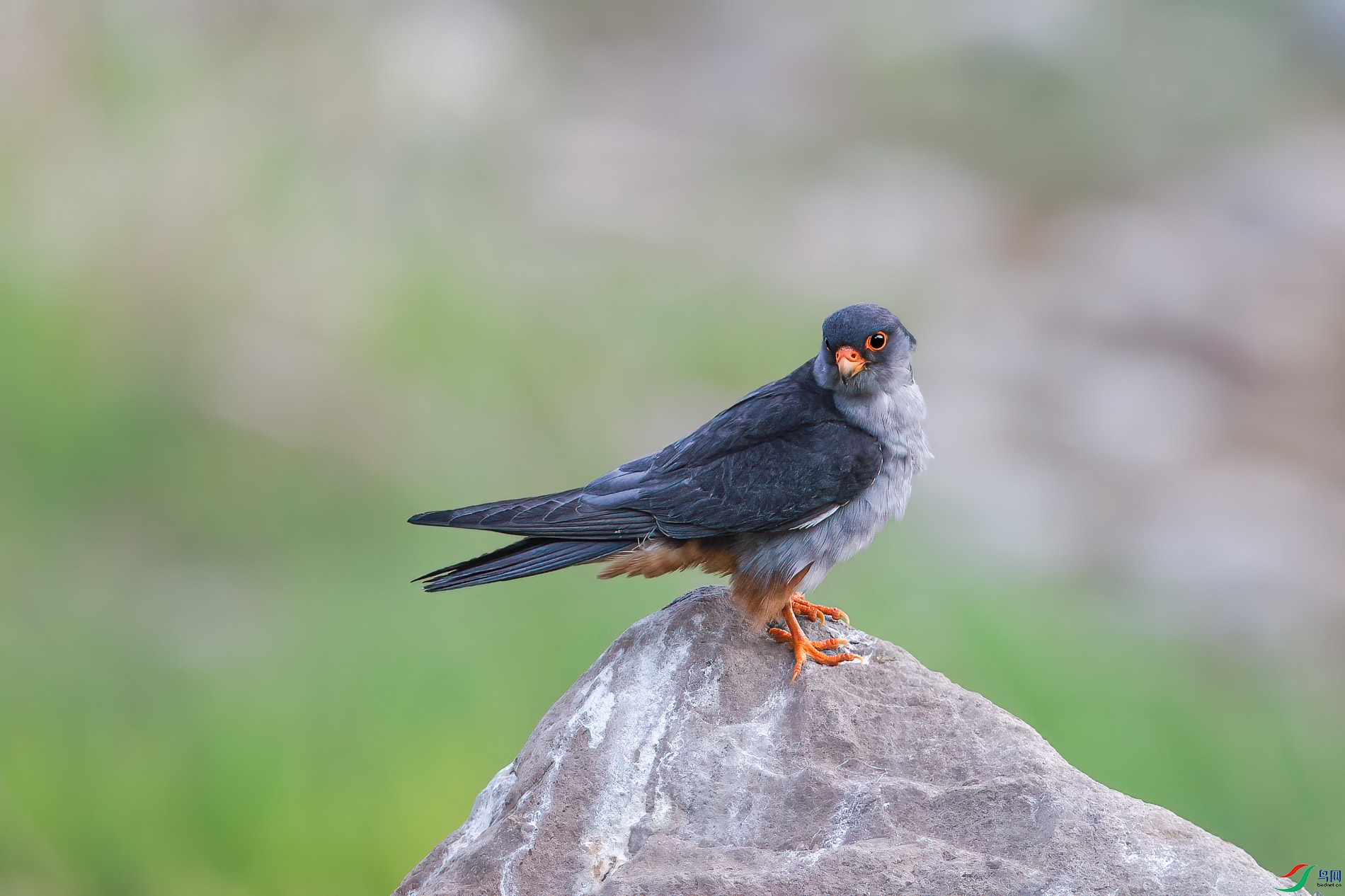 AQ4P1241-1.jpg
