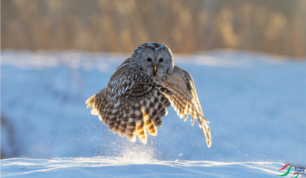 ���Ŀ��� �̱����Ű����棨�ٻ����������27.png