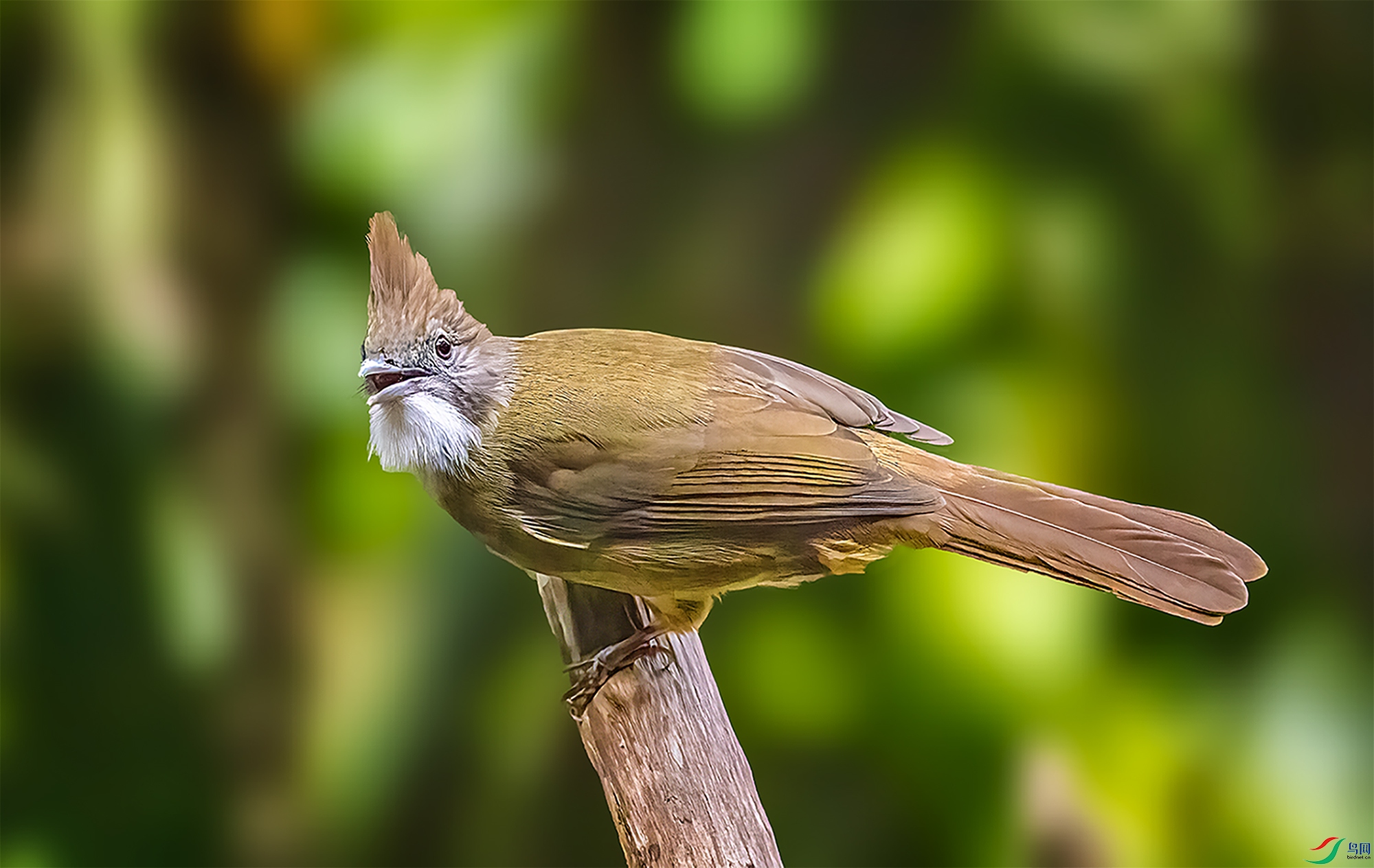 �׺�����