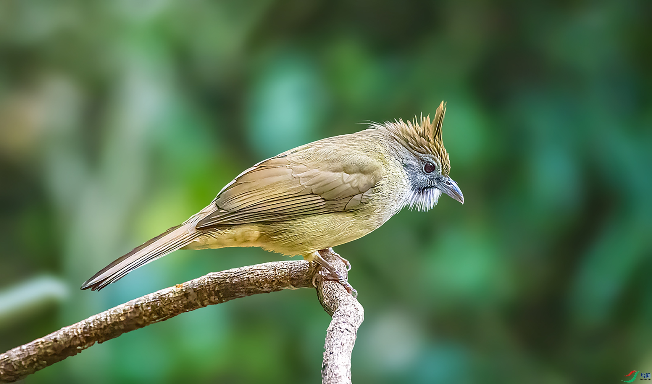 �׺�����