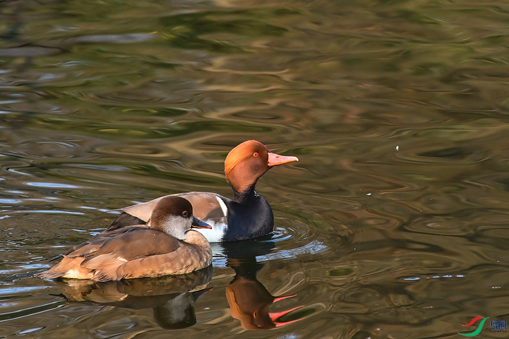 DSC_01--14.jpg