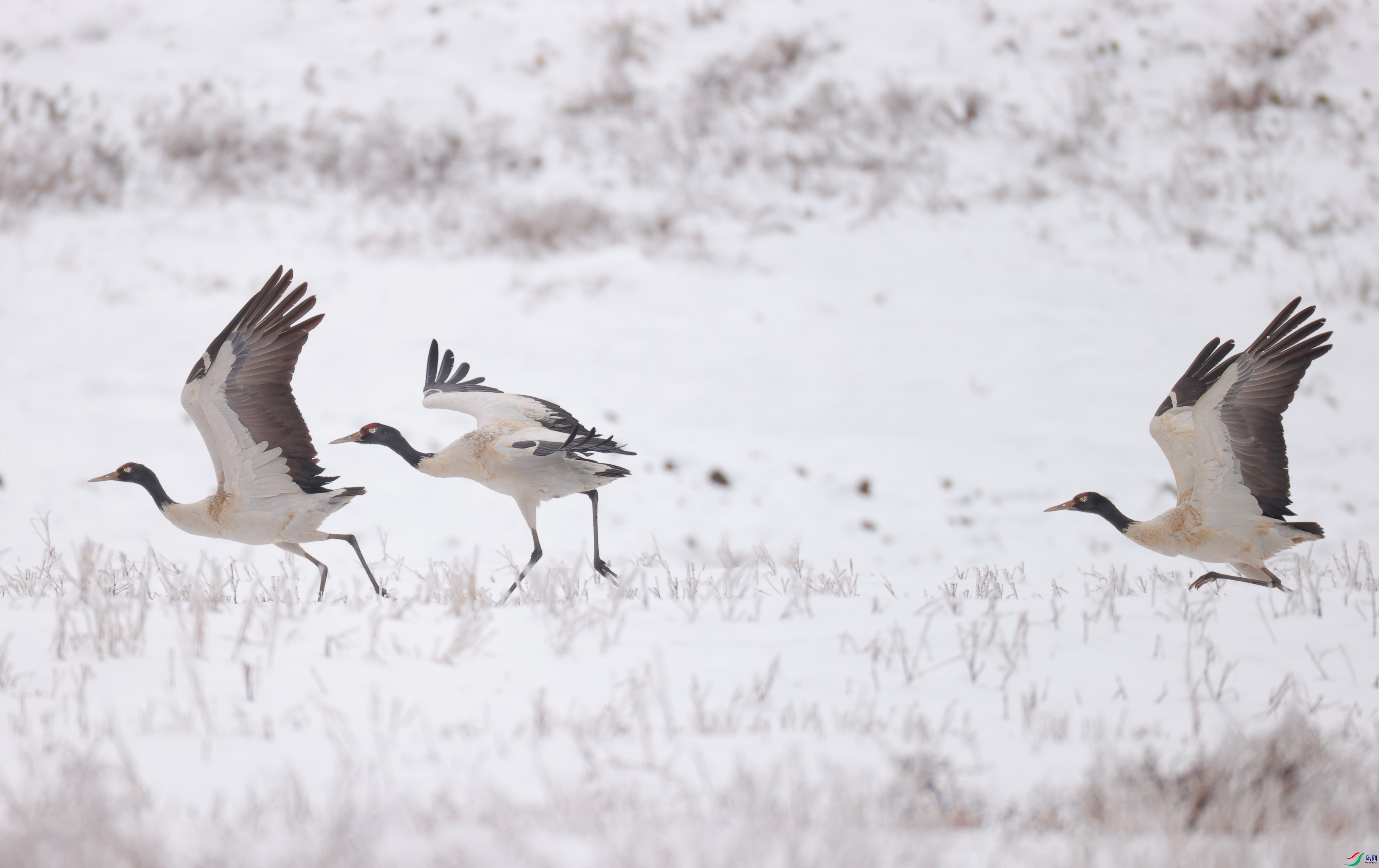 ���� (2).JPG