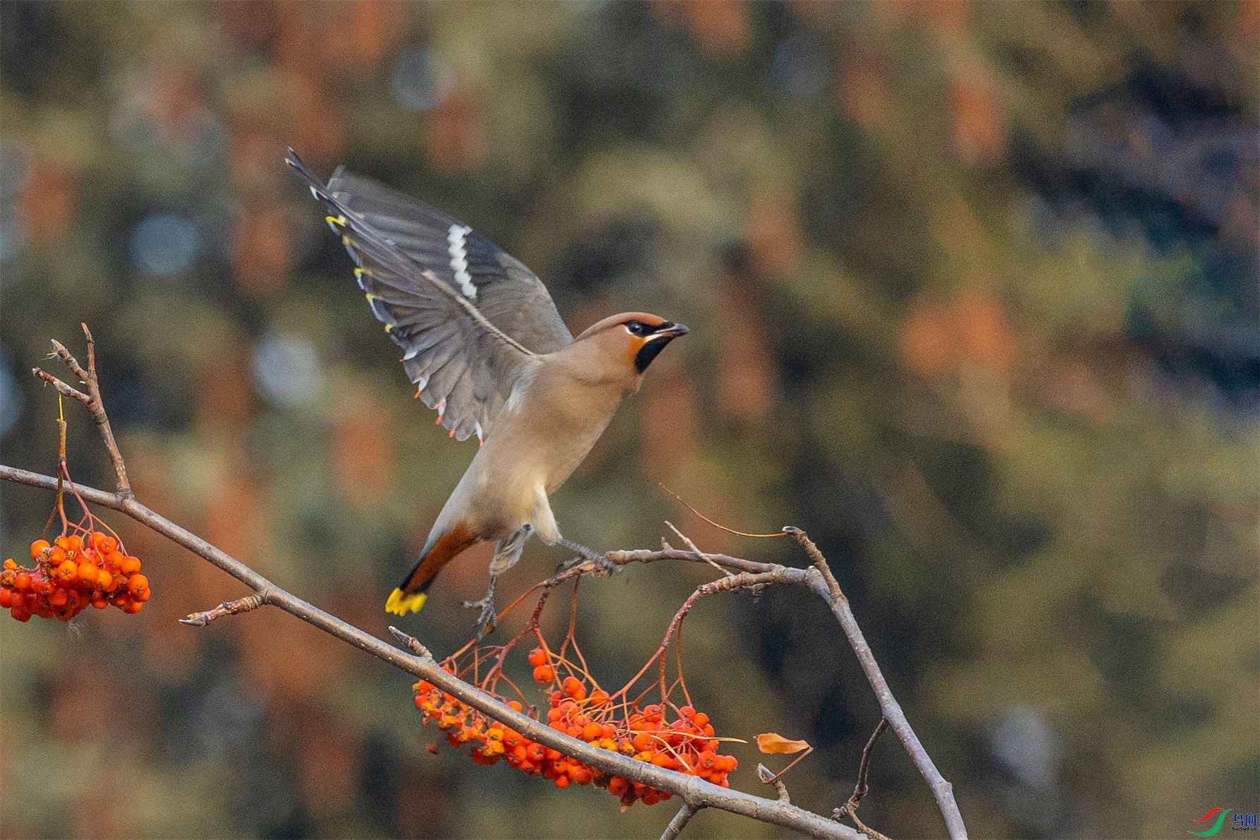 1K3A7988 ����1.jpg