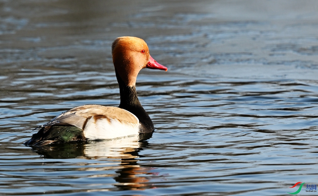DSC_6893.JPG