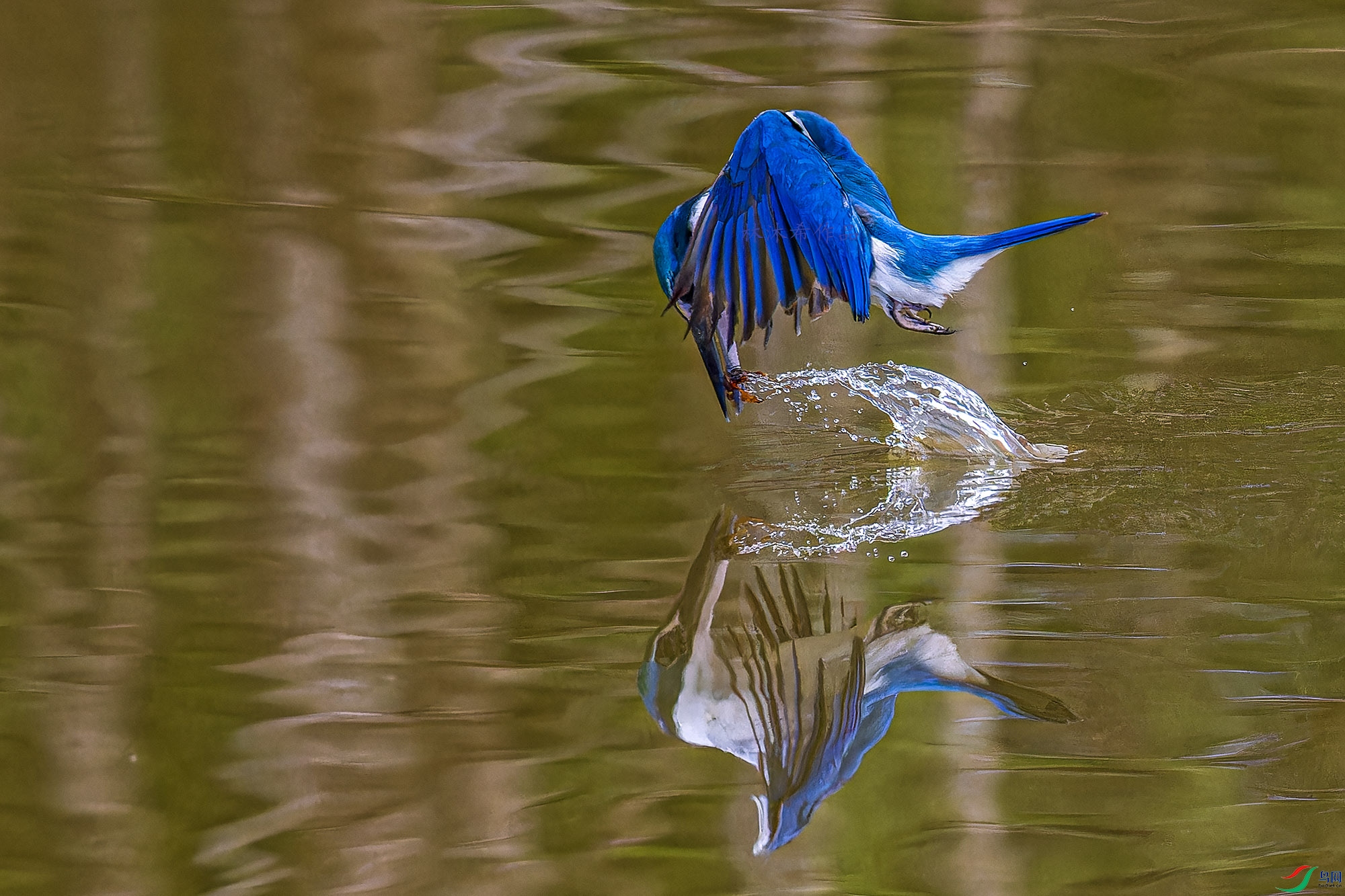 _97A6097-CR3 copy.jpg