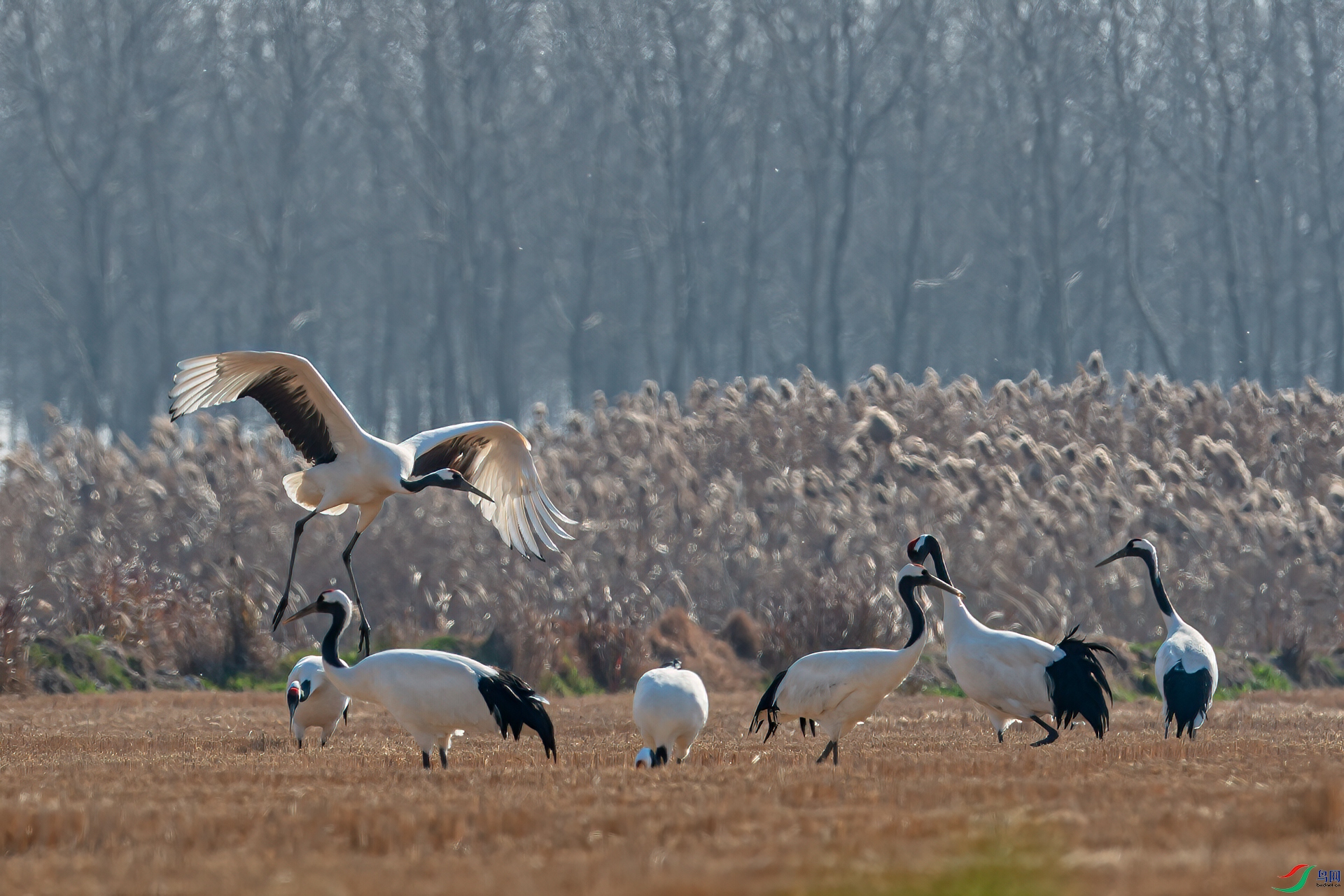 DSC_0517-11.jpg