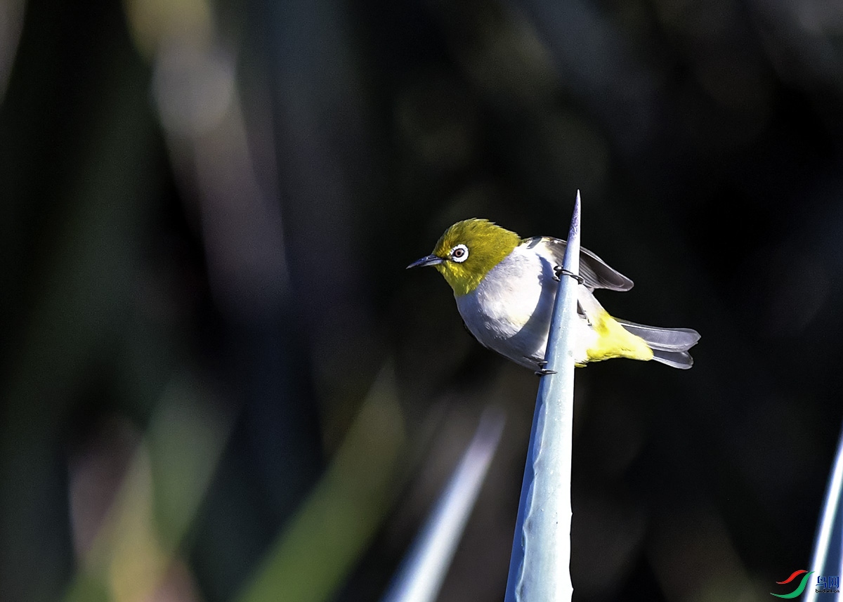 DSC_6183.jpg