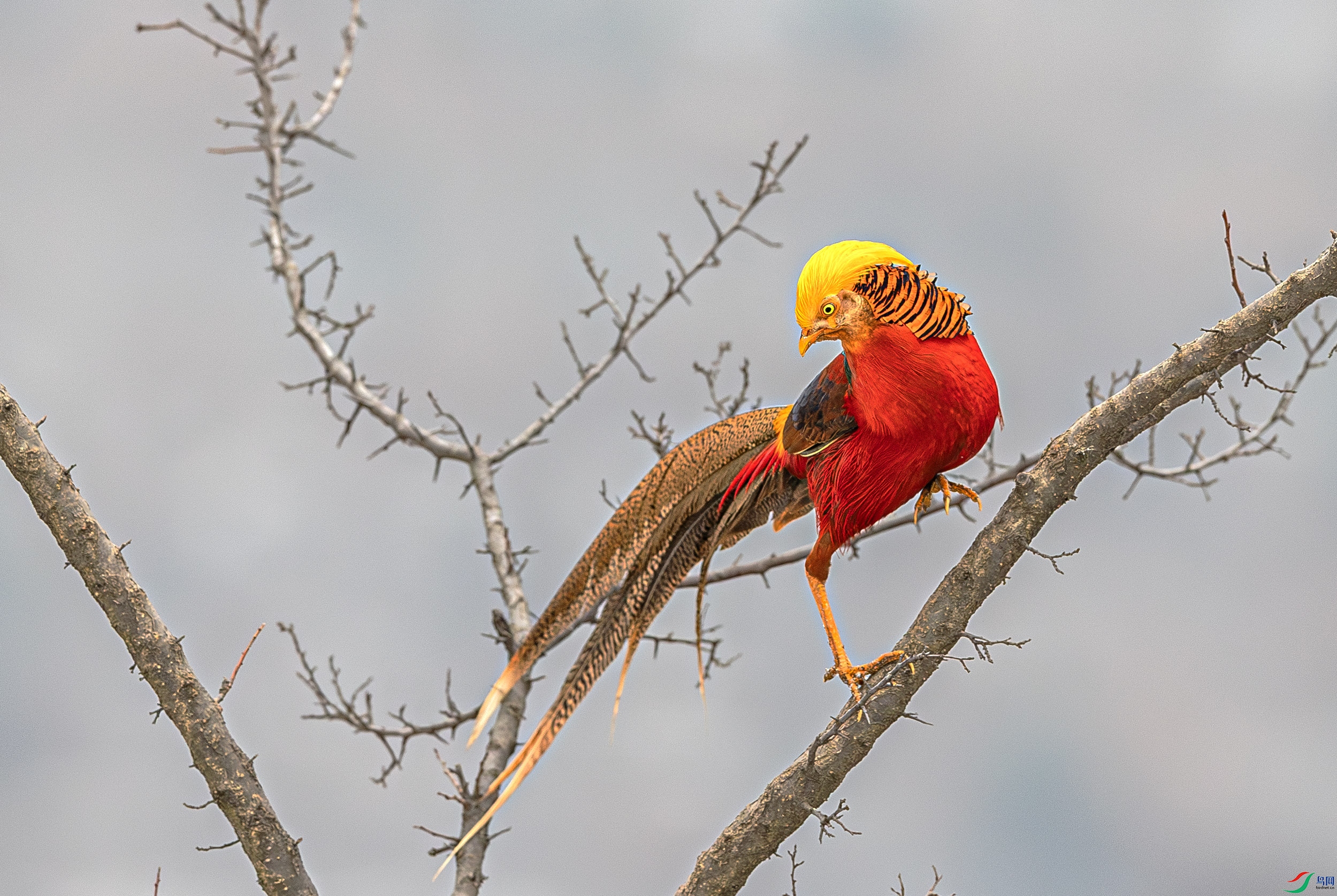 A46I3419-����ǿ-NR ����.jpg