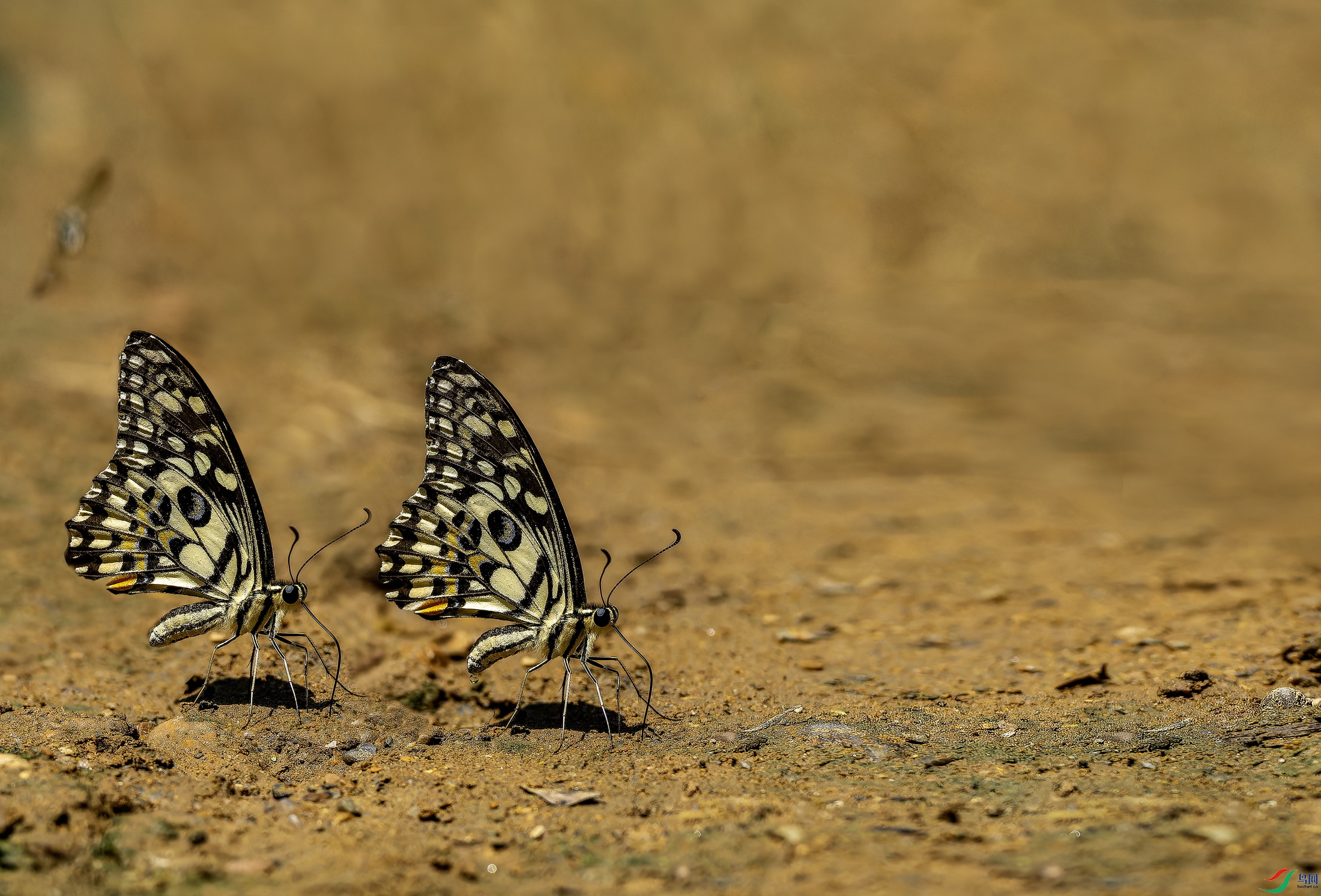 ��Ħ��� (2)-1.jpg