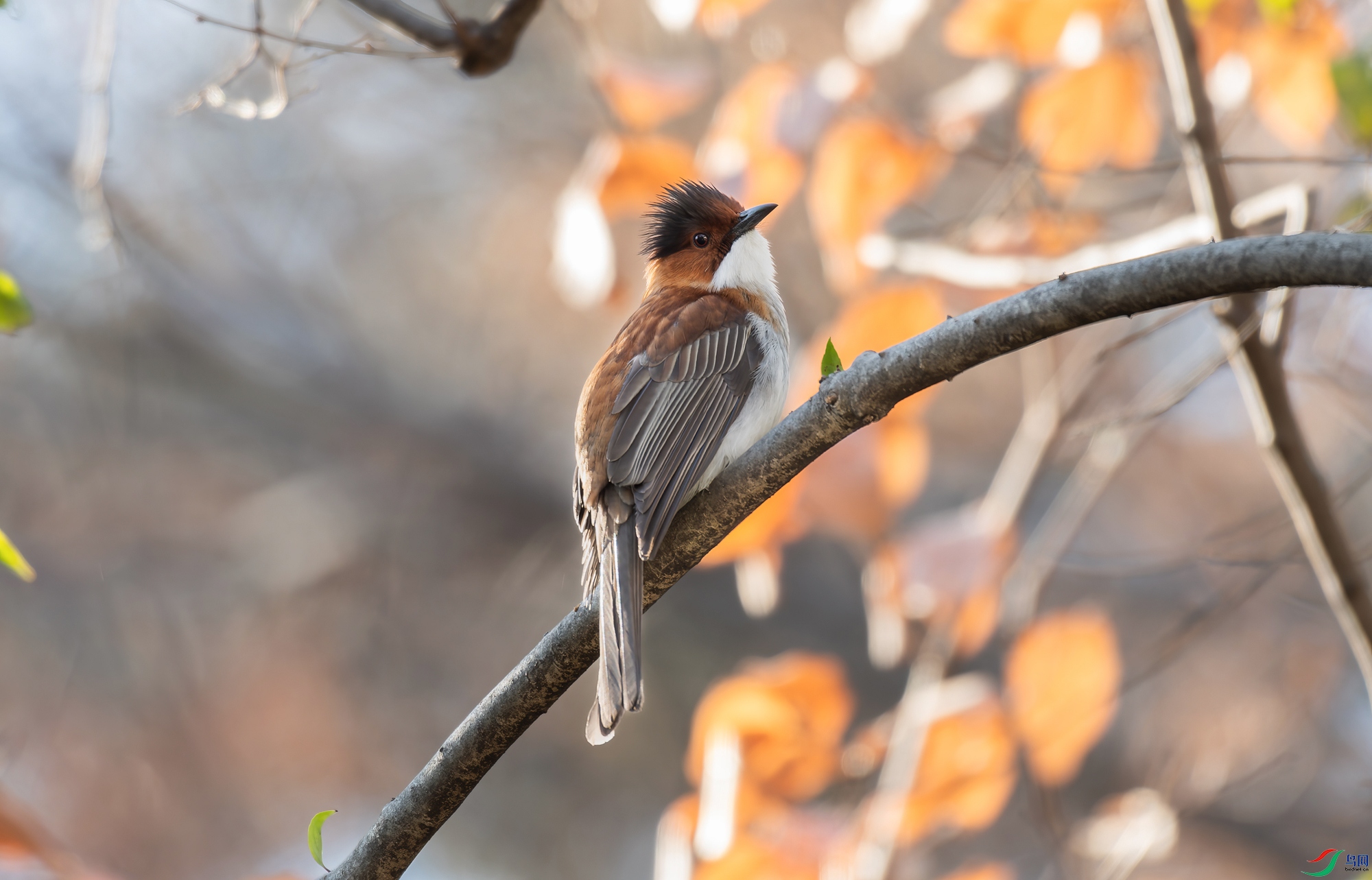 DSC_0592-NEF_DxO_DeepPRIME-1.jpg