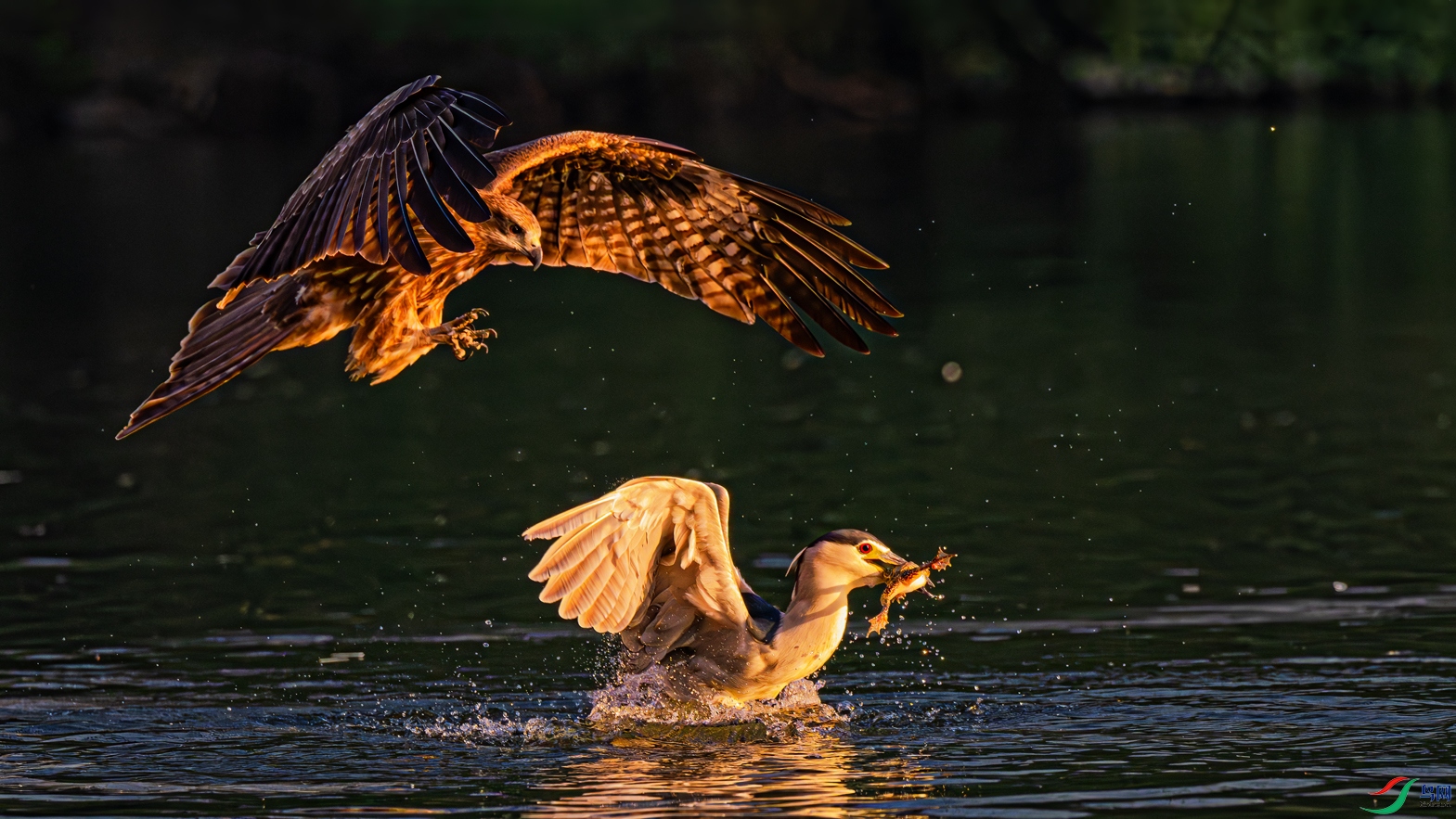 ��ʳ������