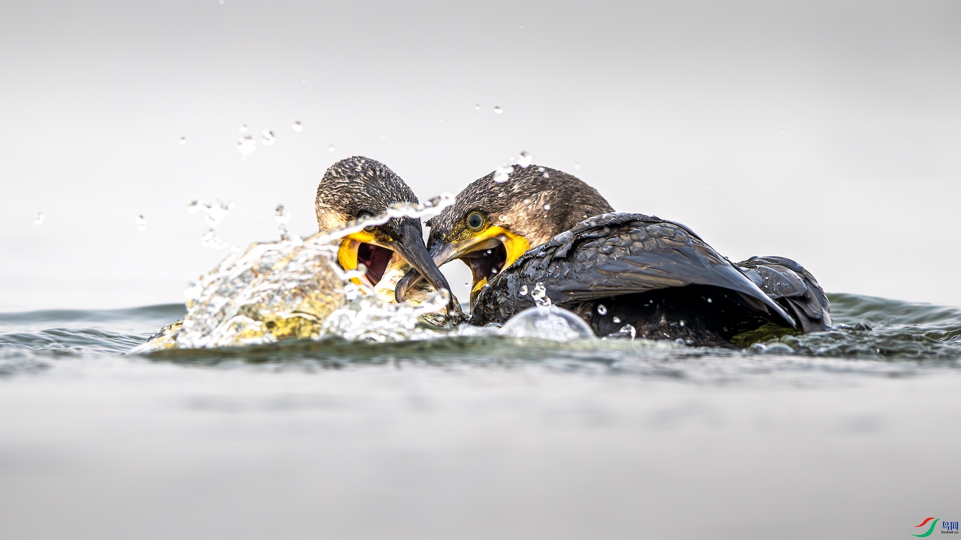 1_XXL4643-����ǿ-NR ����.jpeg