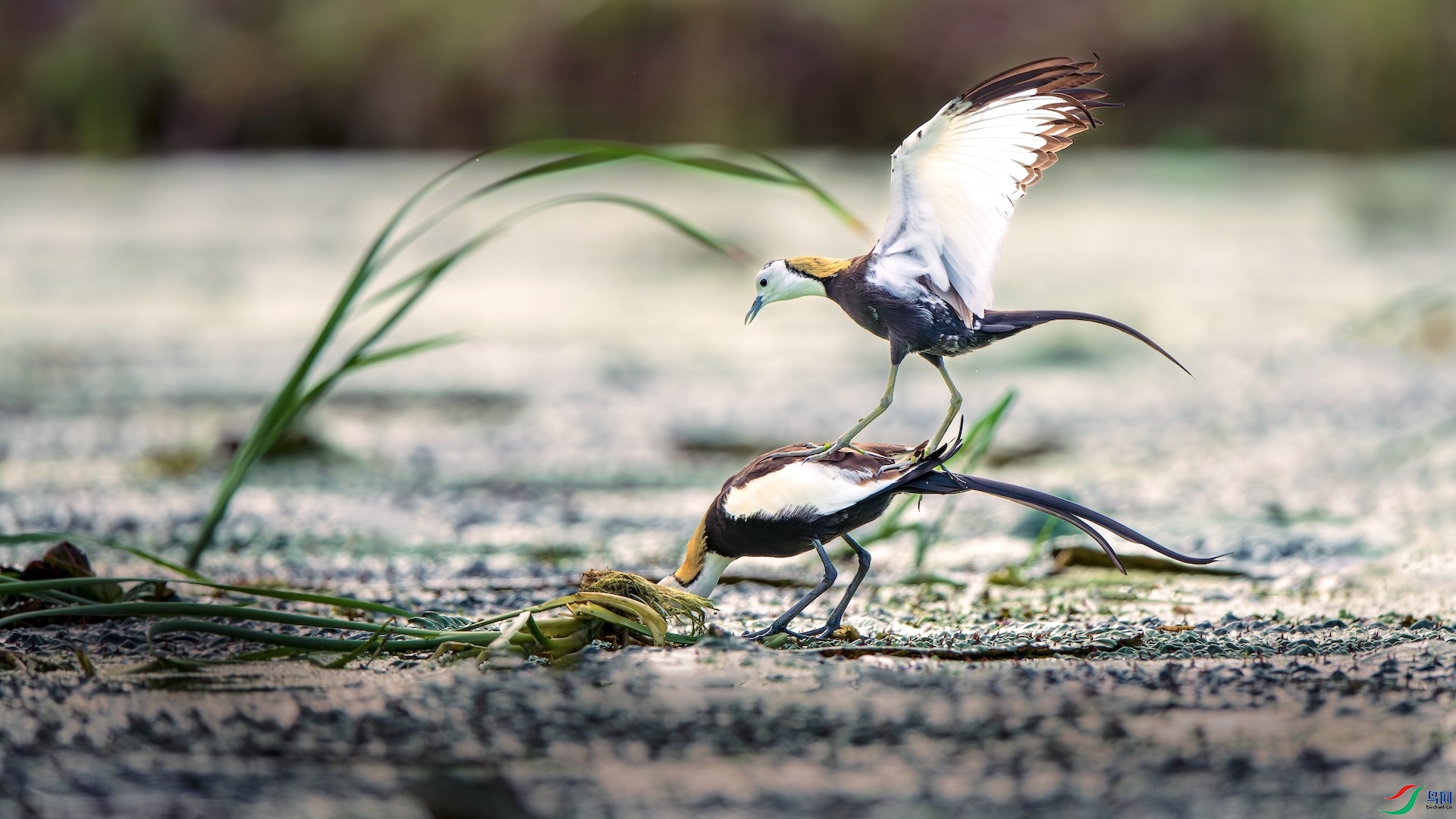 1_XXL5334-����ǿ-NR ����.jpeg