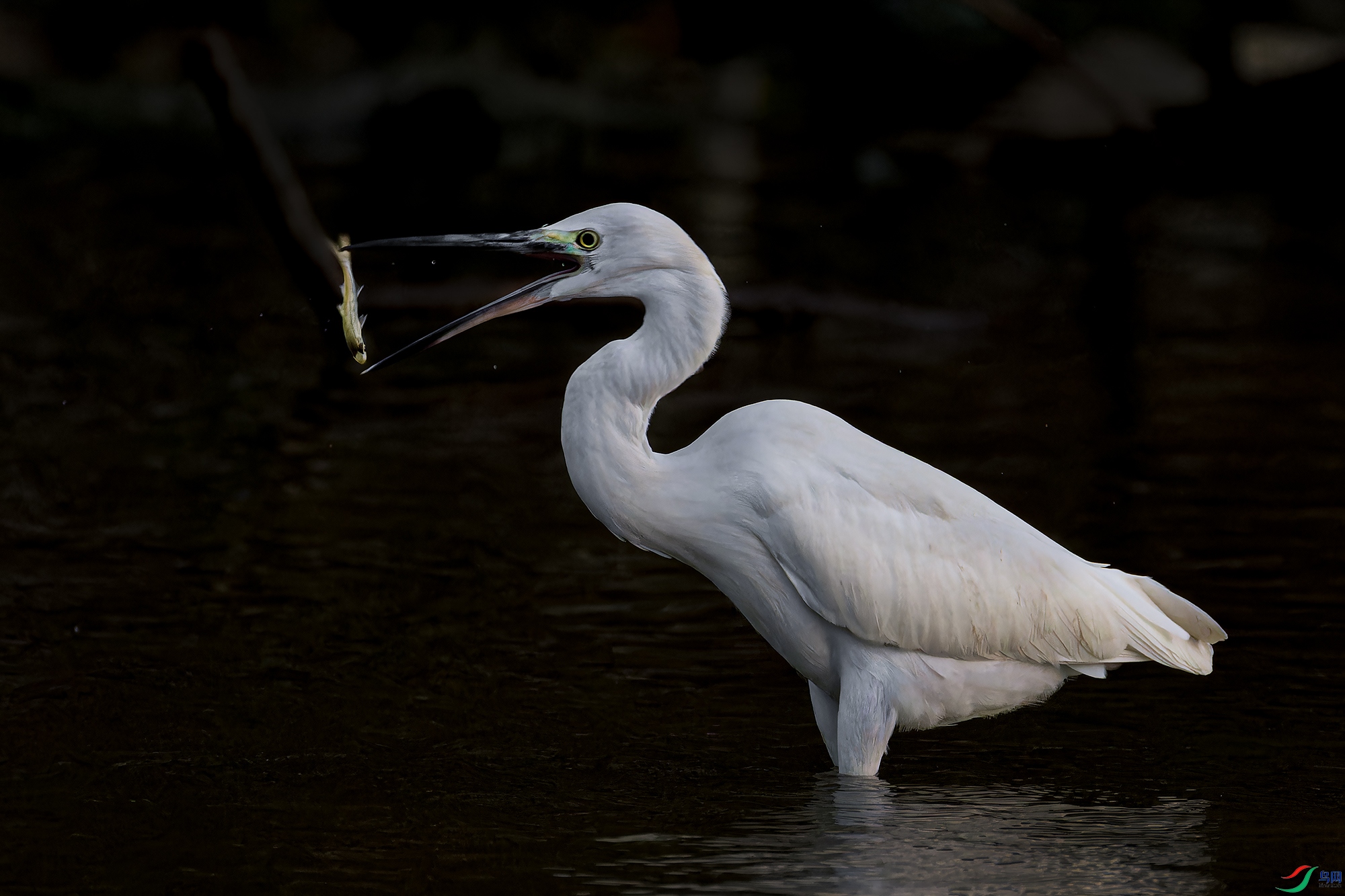 _97A4949-CR3 copy.jpg