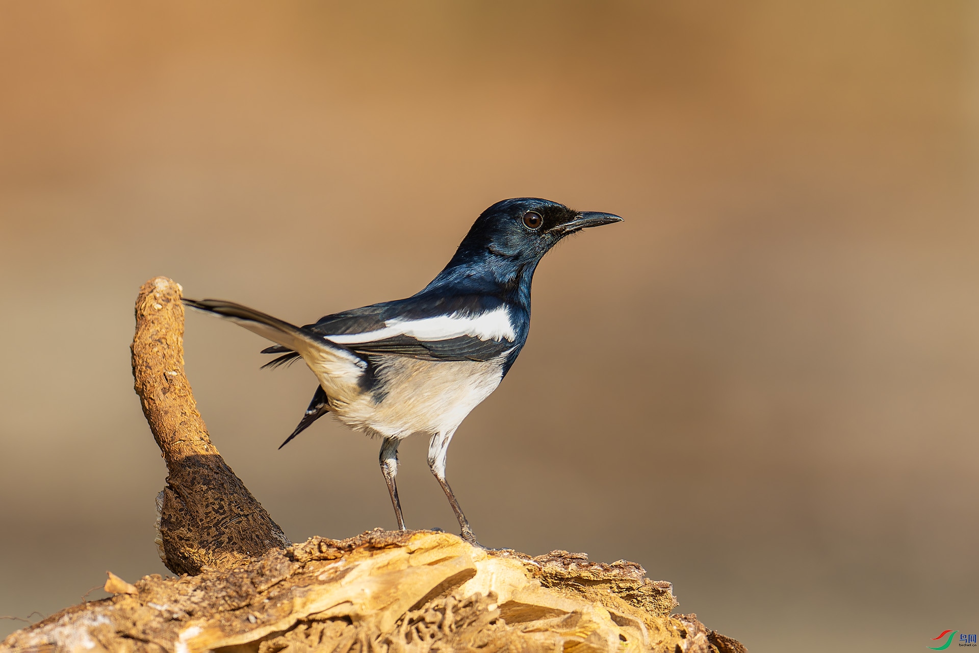 DSC_3818-1.jpg