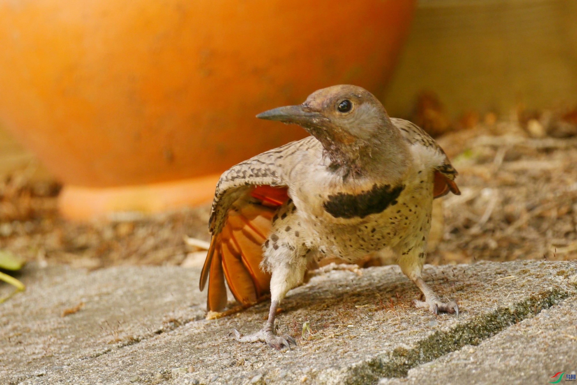 P1020415a_1.jpg