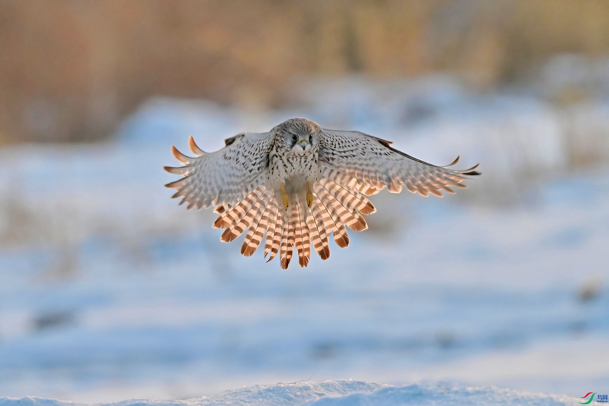 DSC_5555-V2.jpg