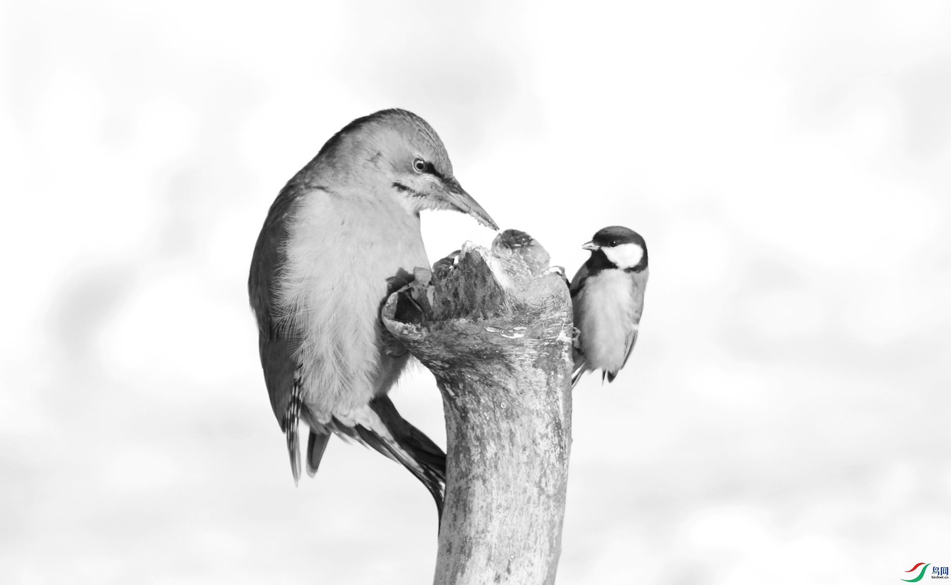 0G1A9895 ����.jpg