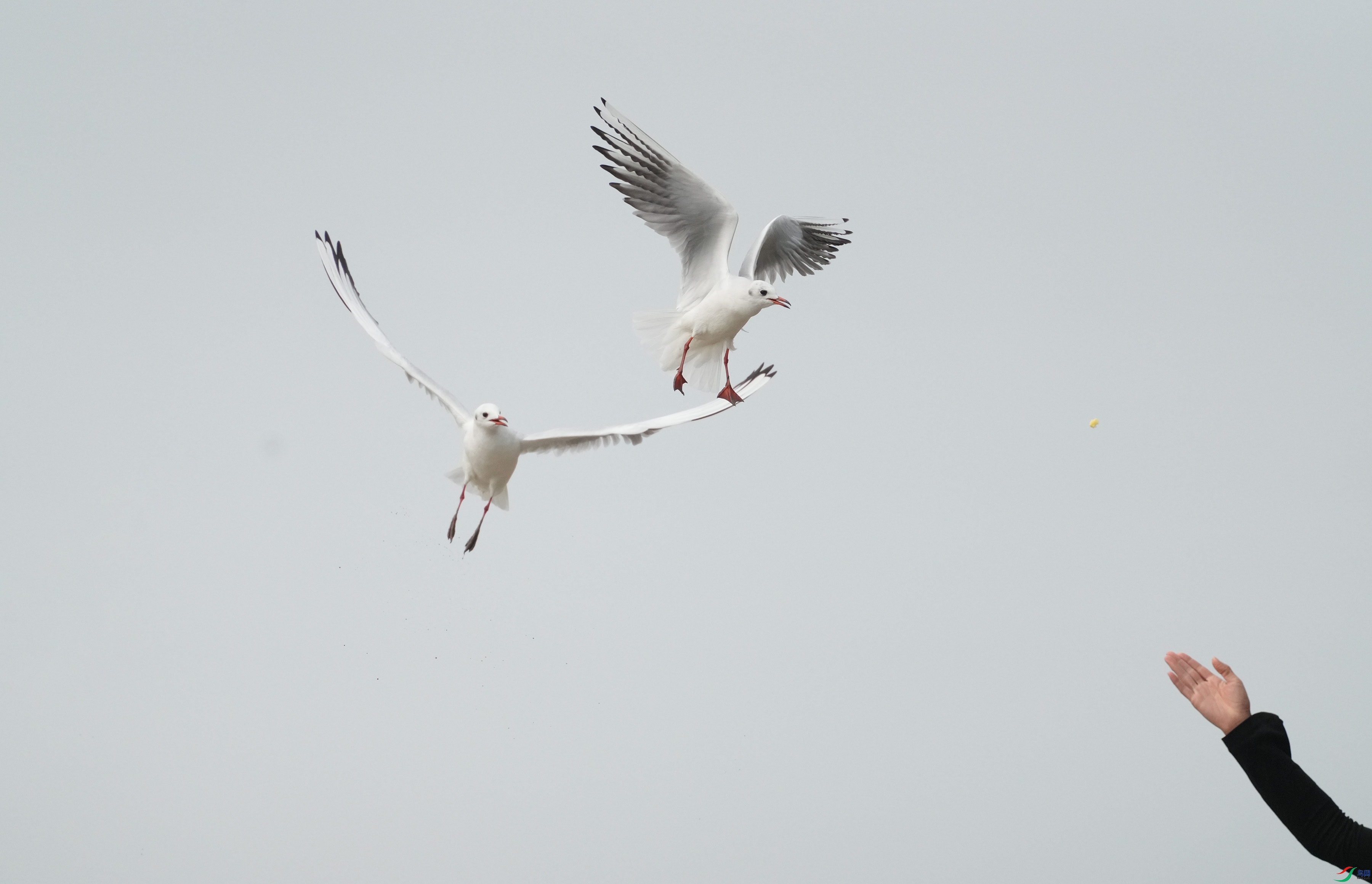 DSC00794 ����.jpg