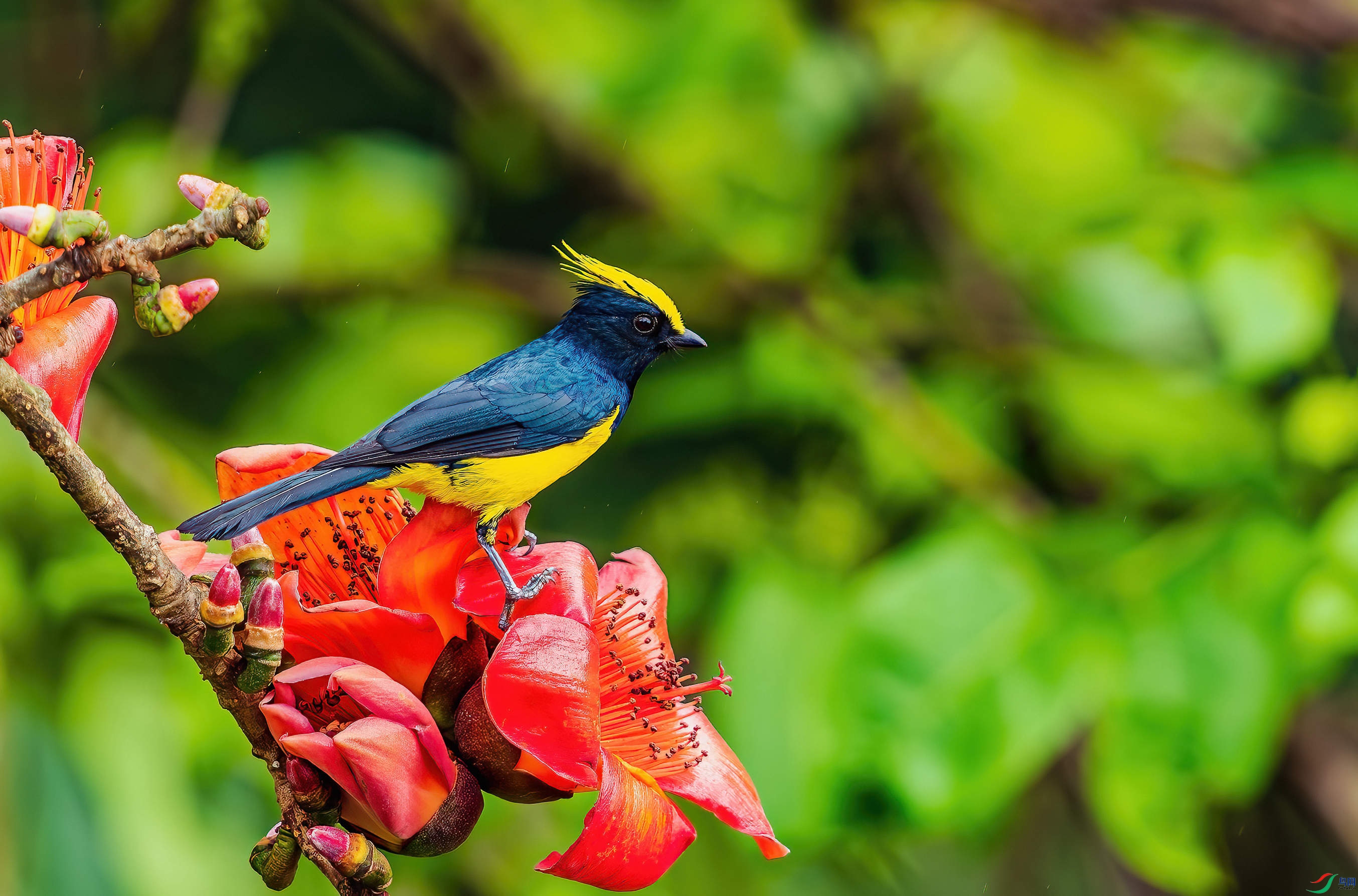 DSC_5530-����ǿ-NR_30 ����.jpg