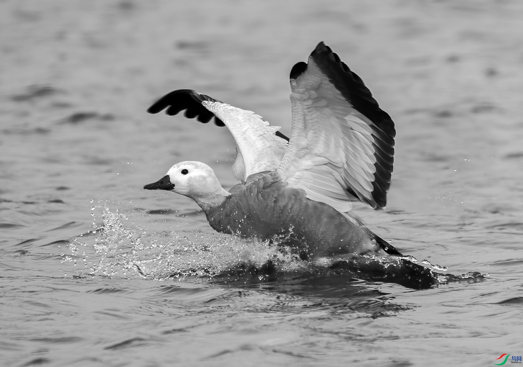 DSC08669 ���� 2_����.jpg