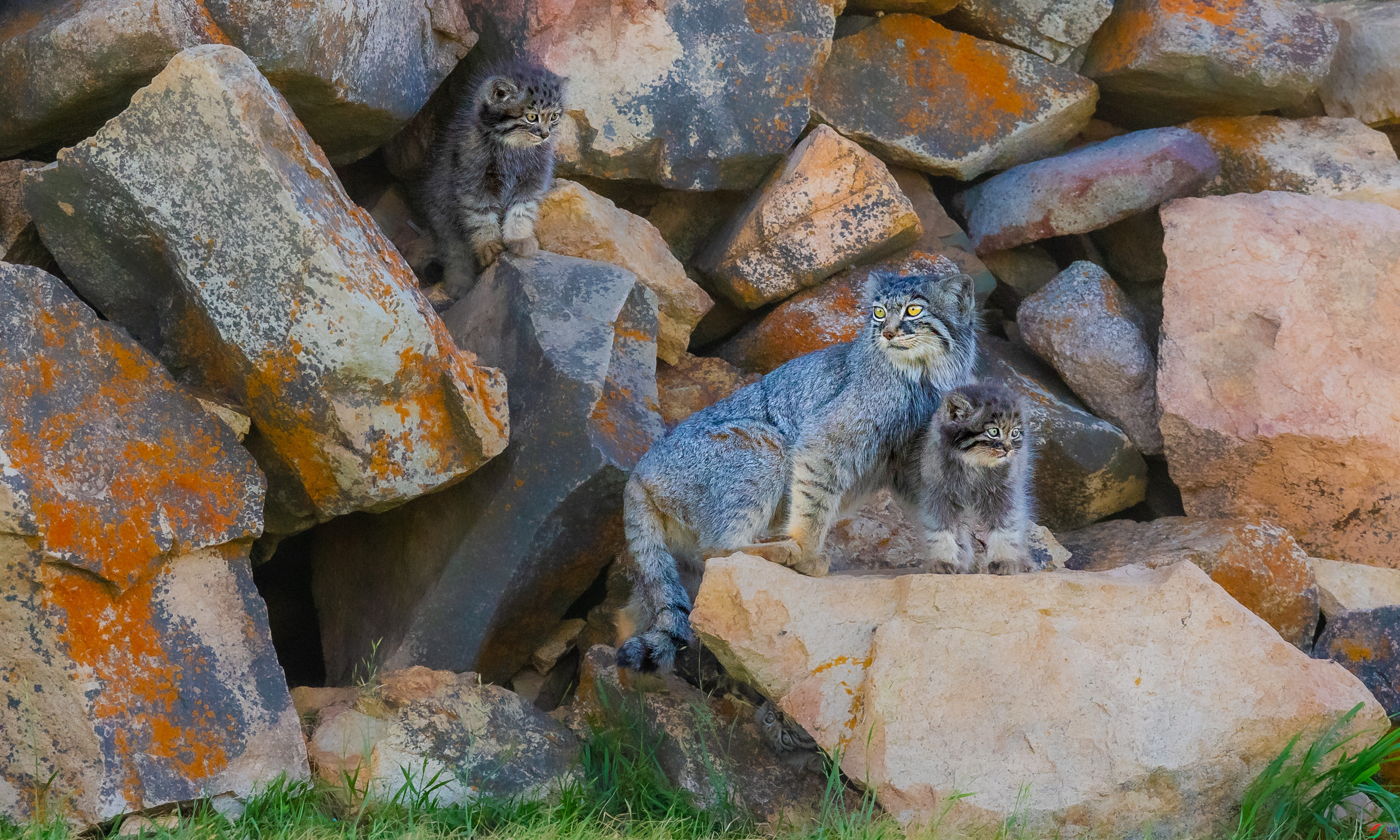 DSC_7055.jpg