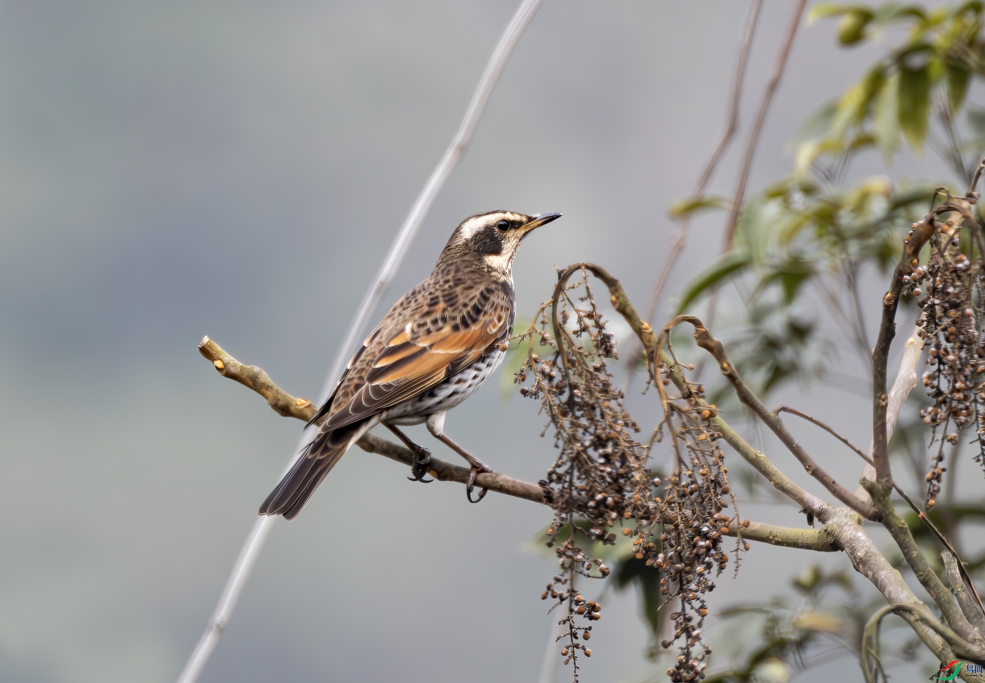 2I1A9839-����ǿ-NR ����.jpg