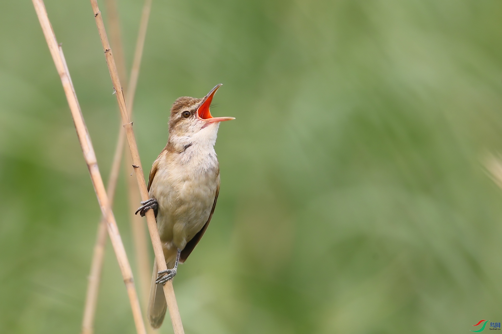 AQ4P1305-1.jpg