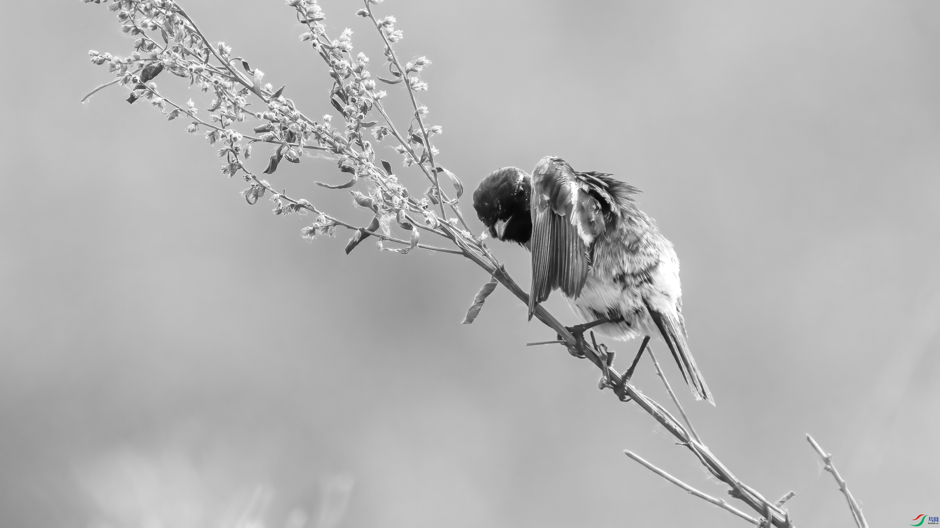 DSC01388 ����.jpg