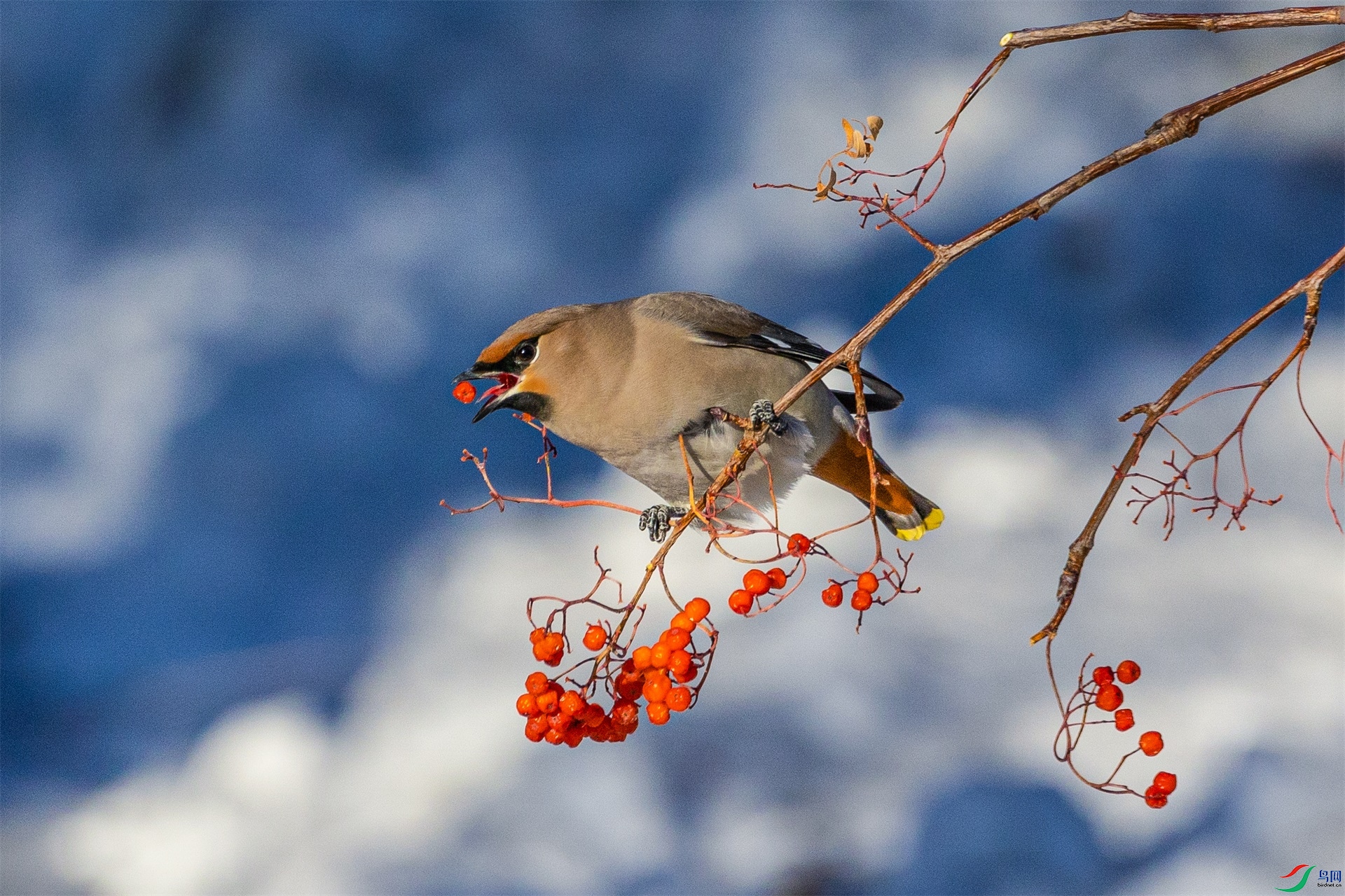 1K3A4244 ����1.jpg