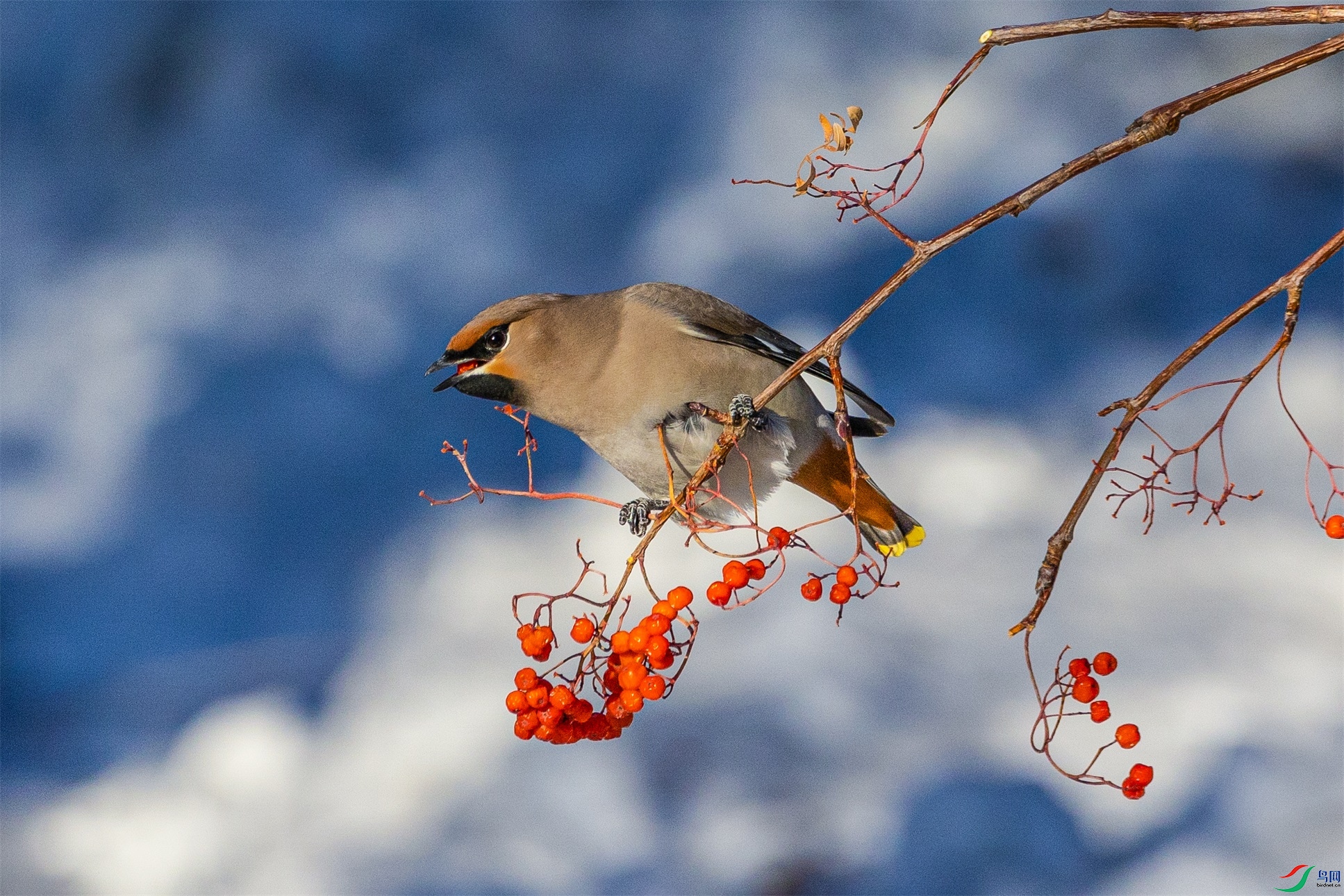 1K3A4245 ����1.jpg