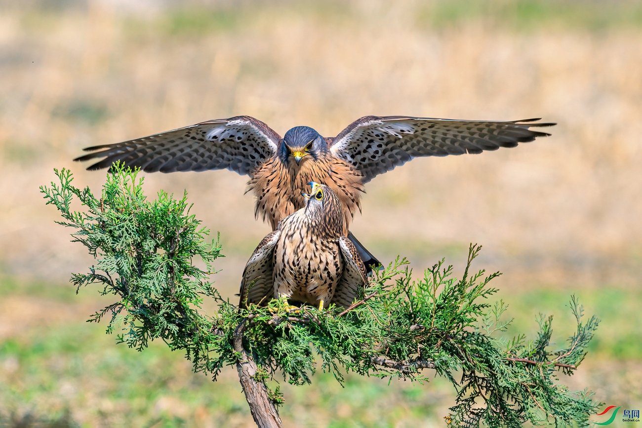 DSC_4460 ����001 ����01.jpg