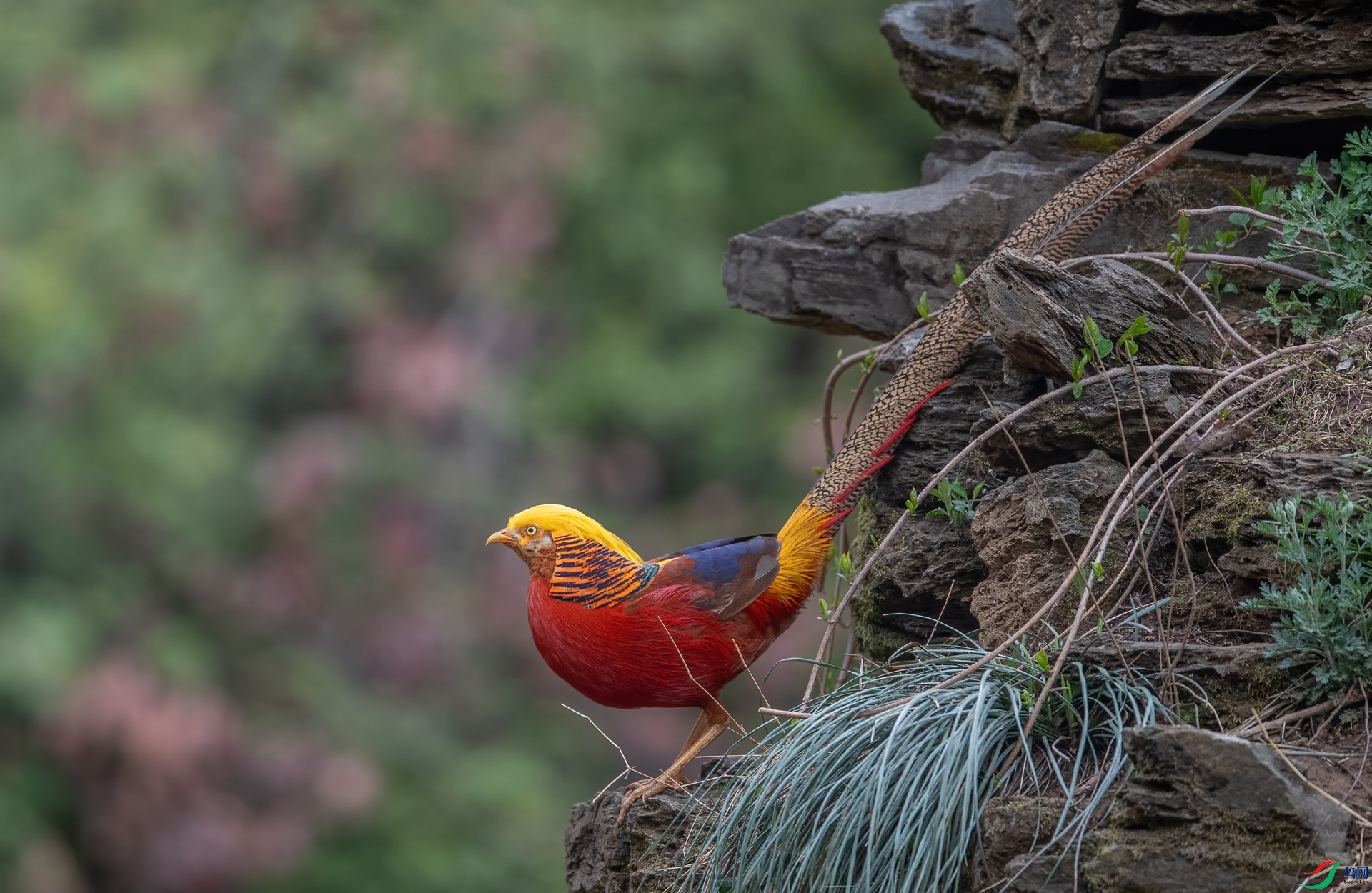 DSC_4282-1.jpg