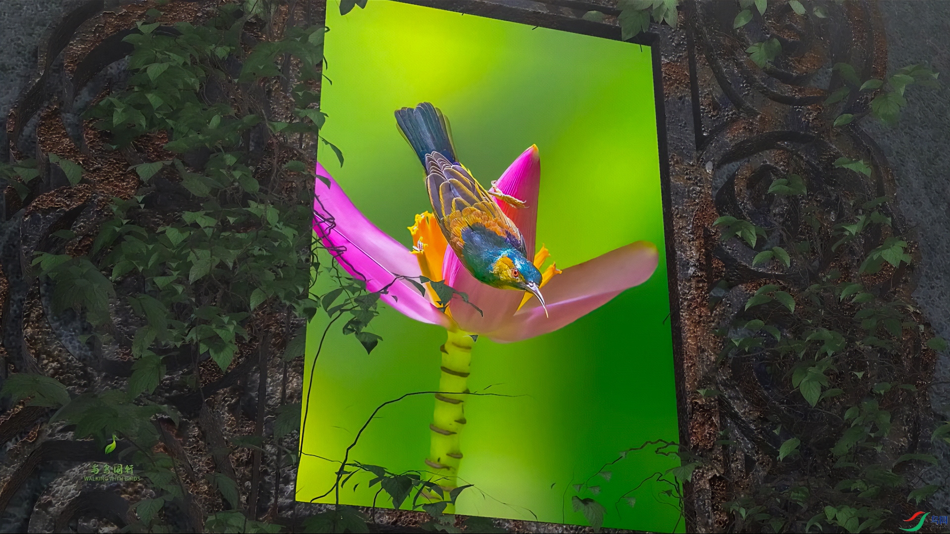 �ɰ���С��
