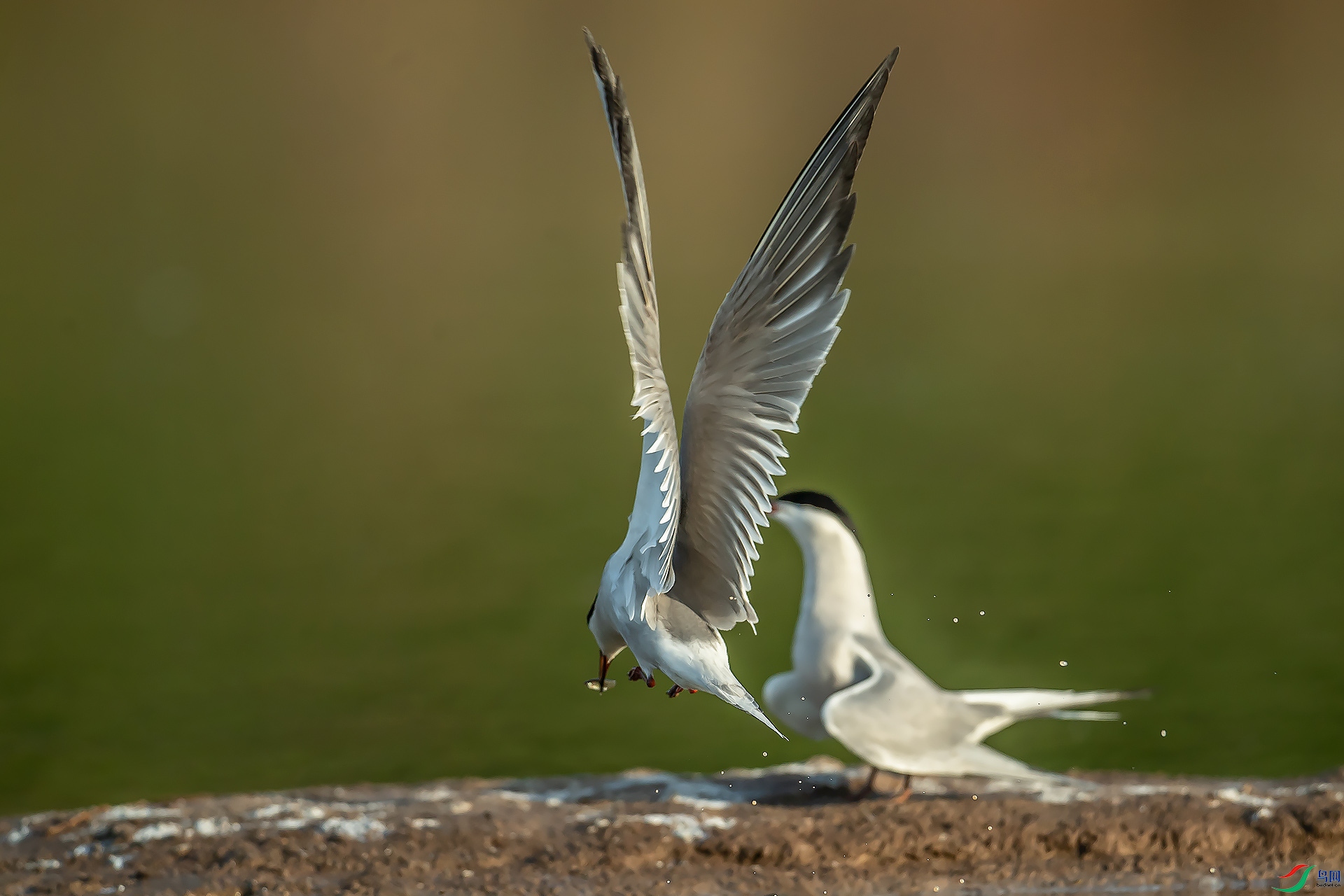DSC_3251.jpg