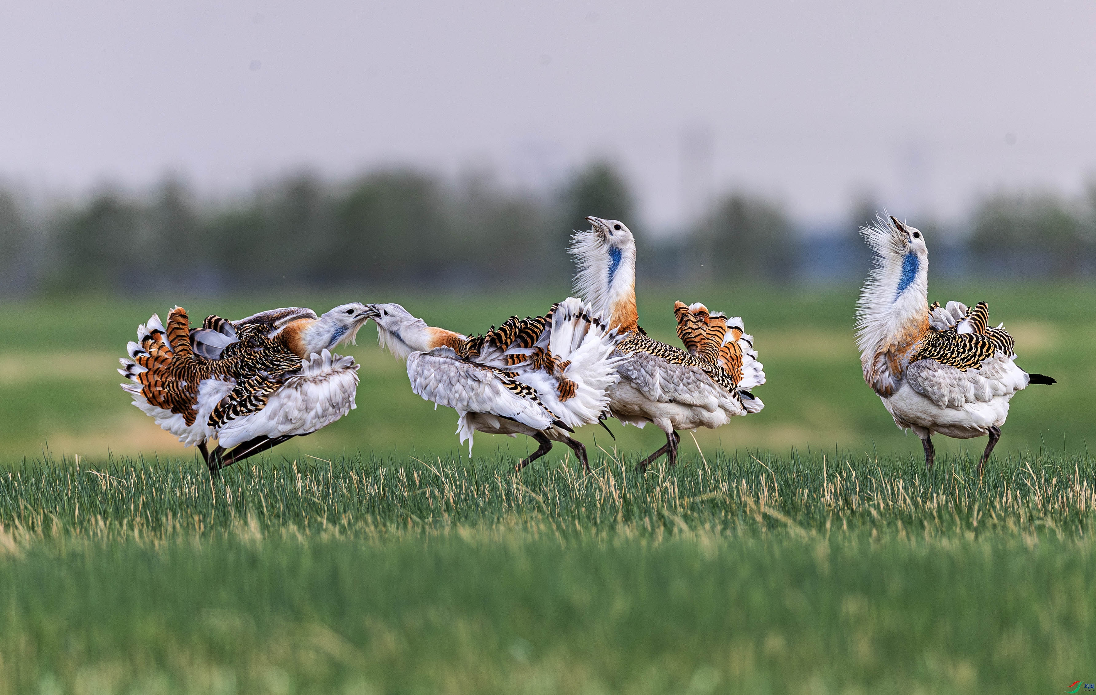 A46I8671-����ǿ-NR ����.jpg