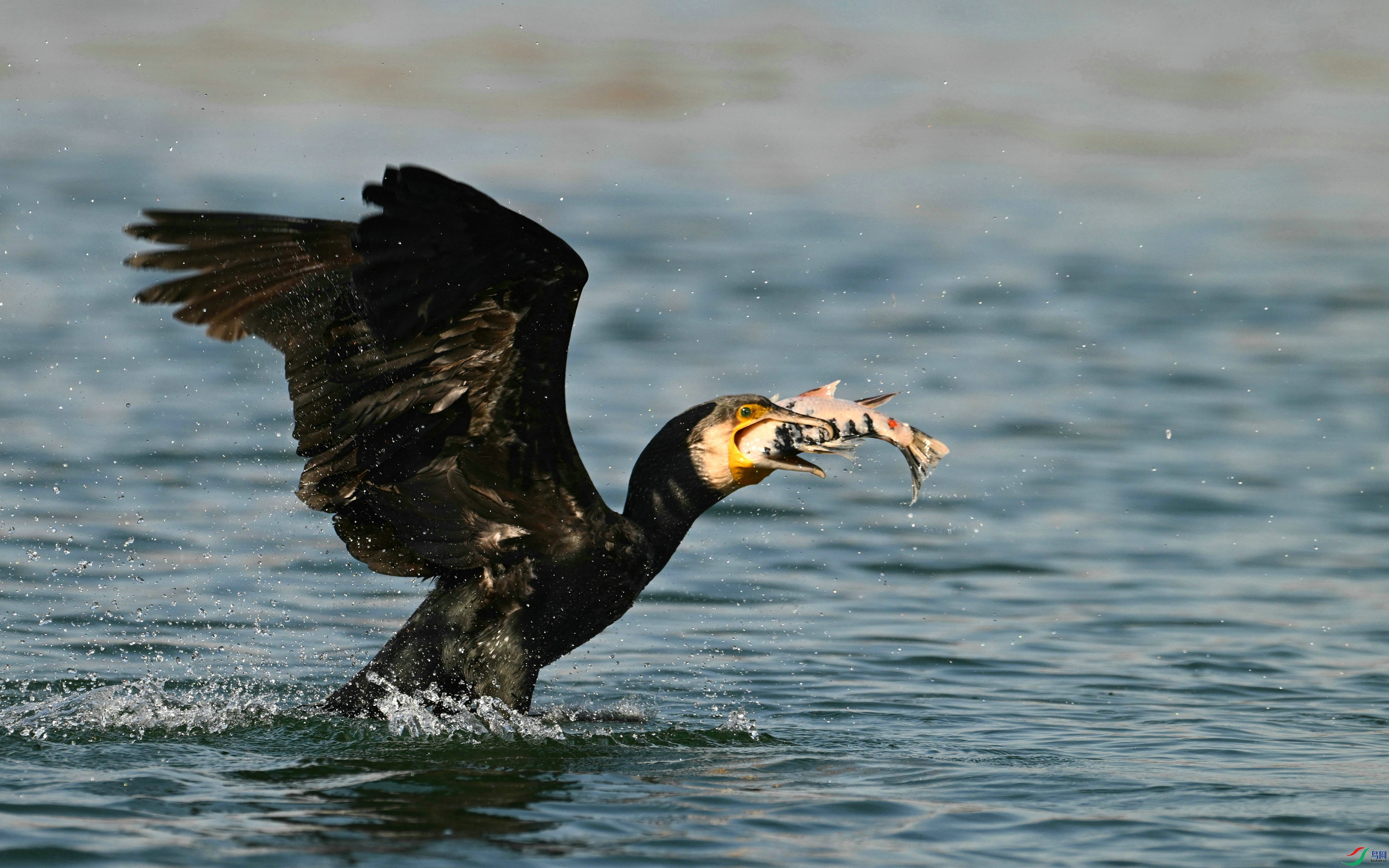 DSC_6632.JPG